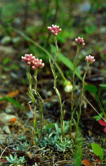 Pussytoes (Antennaria Plantaginifolia) — with the shape reminiscent of plantain leaves (Plantago); it requires well-drained soil and is, image 126