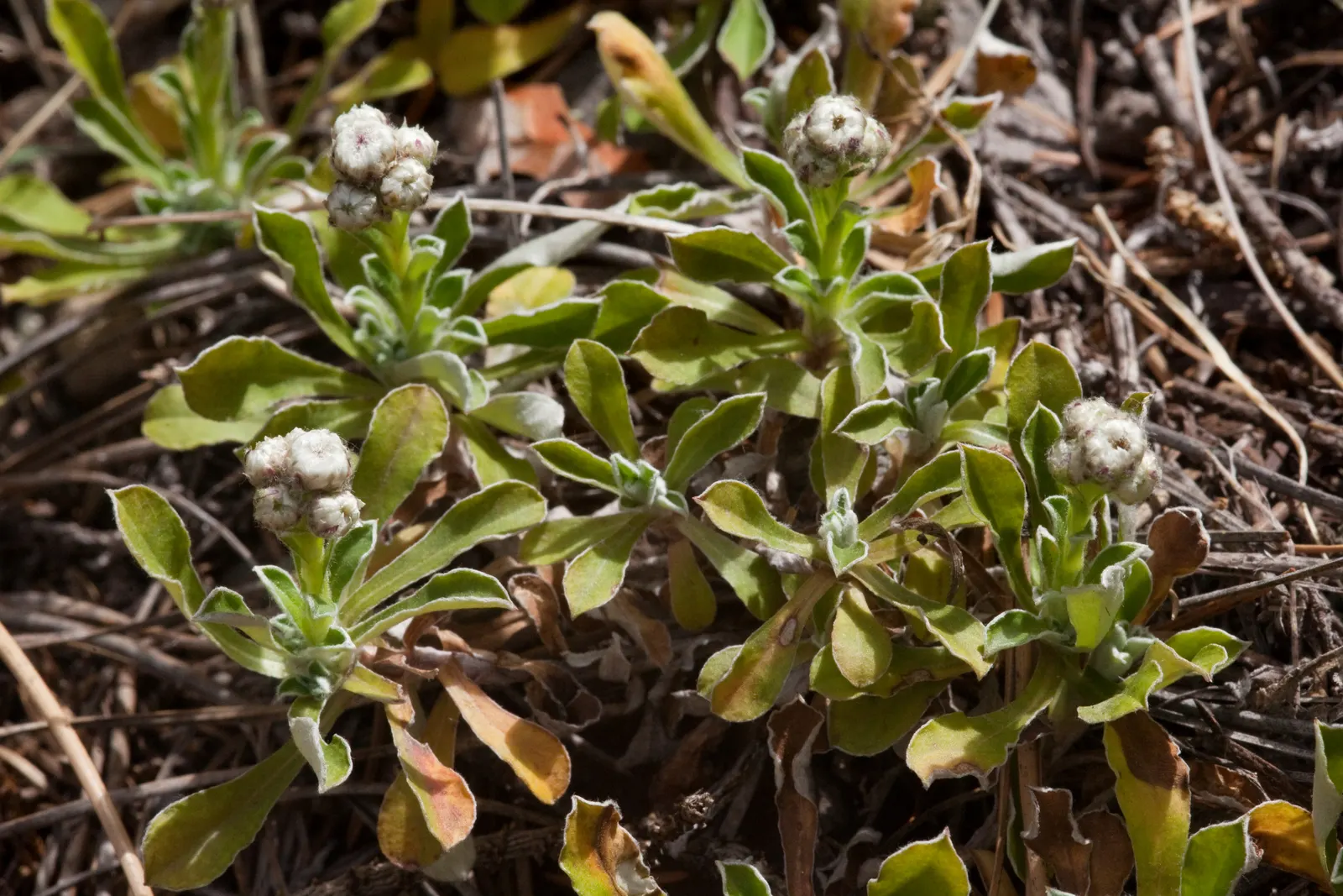 Pussytoes (Antennaria Plantaginifolia) — This plant's ability to spread through stolons will enable it to fill in landscape areas with ease, image 65
