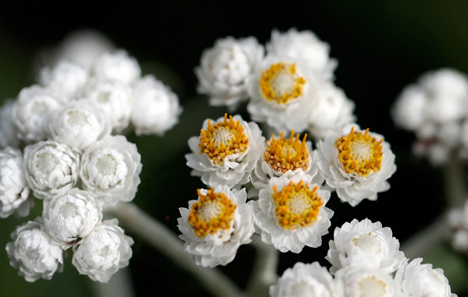 Pussytoes (Antennaria Plantaginifolia) — and prefers well-drained soil with full sun to light shade exposure; its resilience and low-maintenance, image 85