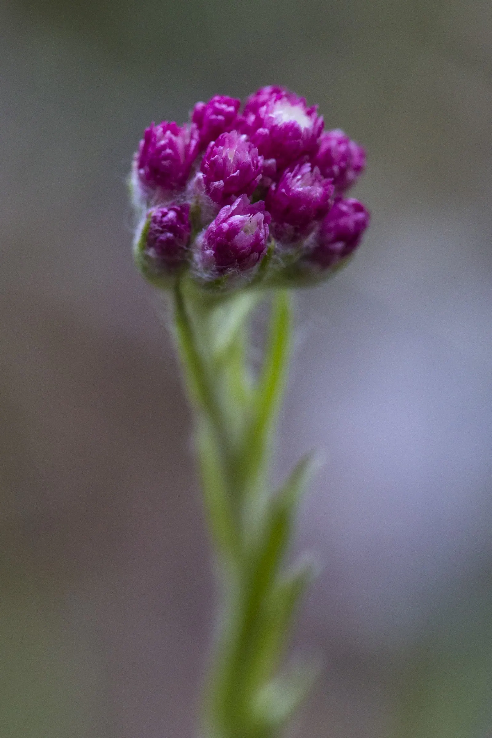 Pussytoes (Antennaria Plantaginifolia) — giving your client a lush yet manageable garden component