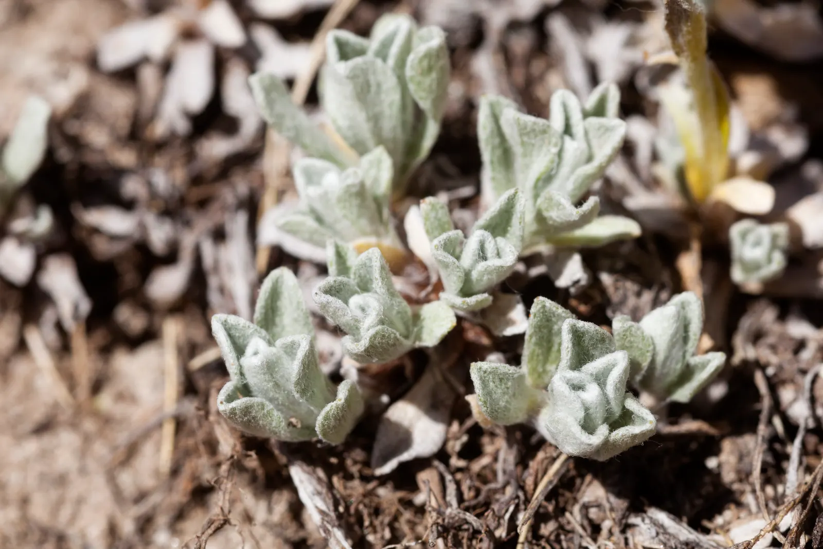 Pussytoes (Antennaria Plantaginifolia) — it requires well-drained soil and is drought-tolerant once established; hence the name.<br><br>The leaves, image 120