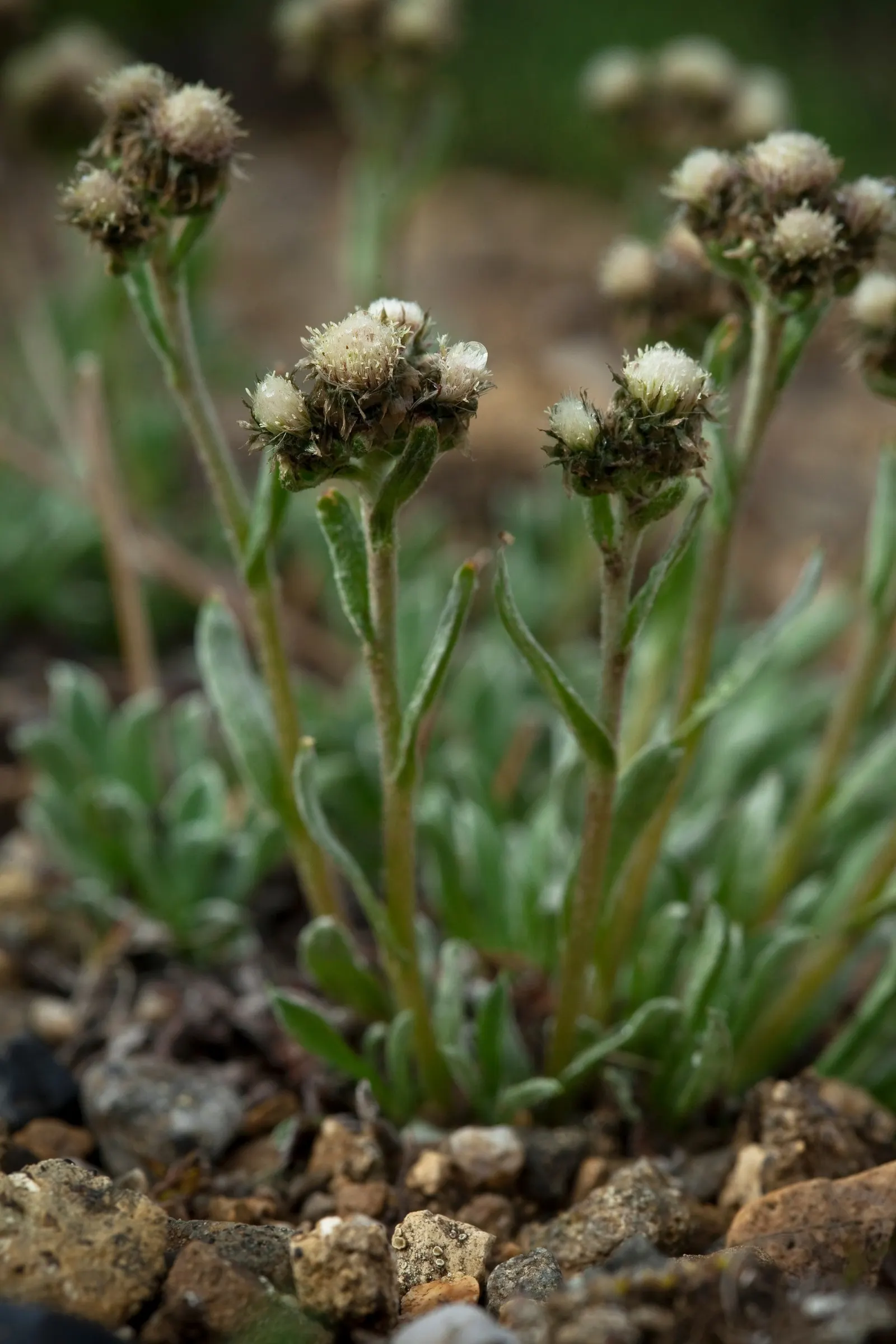 Pussytoes (Antennaria Plantaginifolia) — This plant's ability to spread through stolons will enable it to fill in landscape areas with ease; thriving in USDA