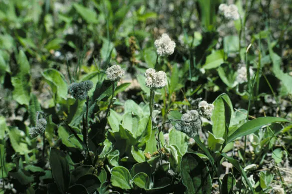 Pussytoes (Antennaria Plantaginifolia) — is a charmingly modest perennial that graces many gardens with its unique appearance and adaptability, image 145