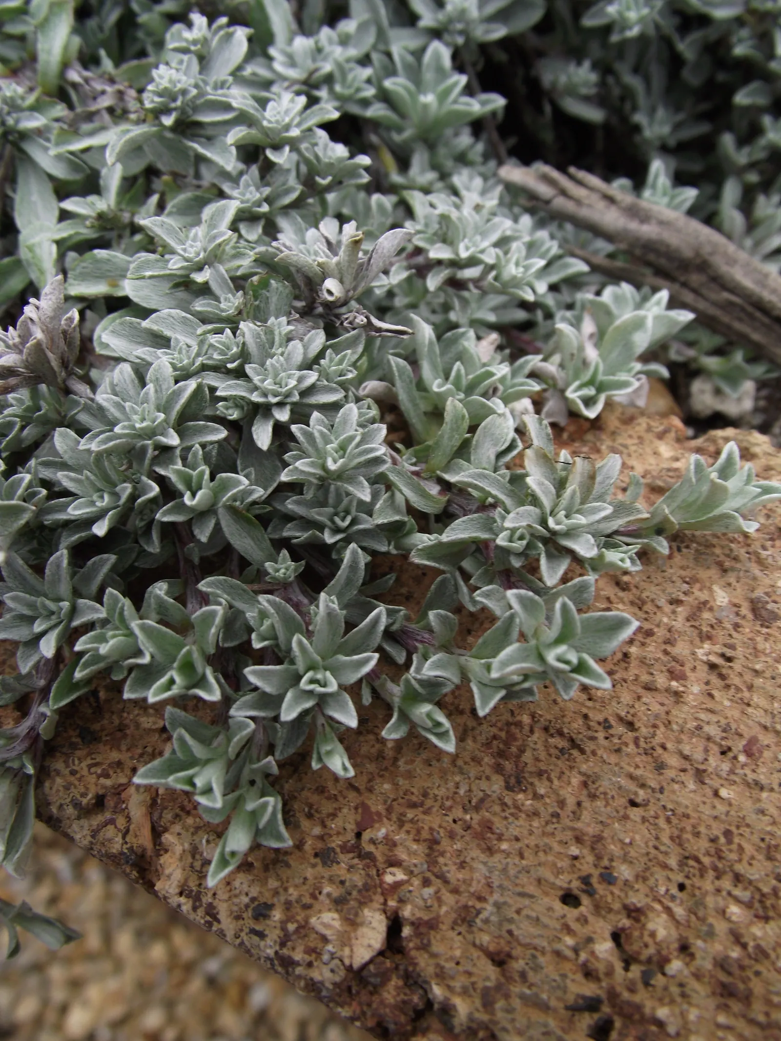 Pussytoes (Antennaria Plantaginifolia) — typically about 2 to 3 inches long; white flowers in the garden