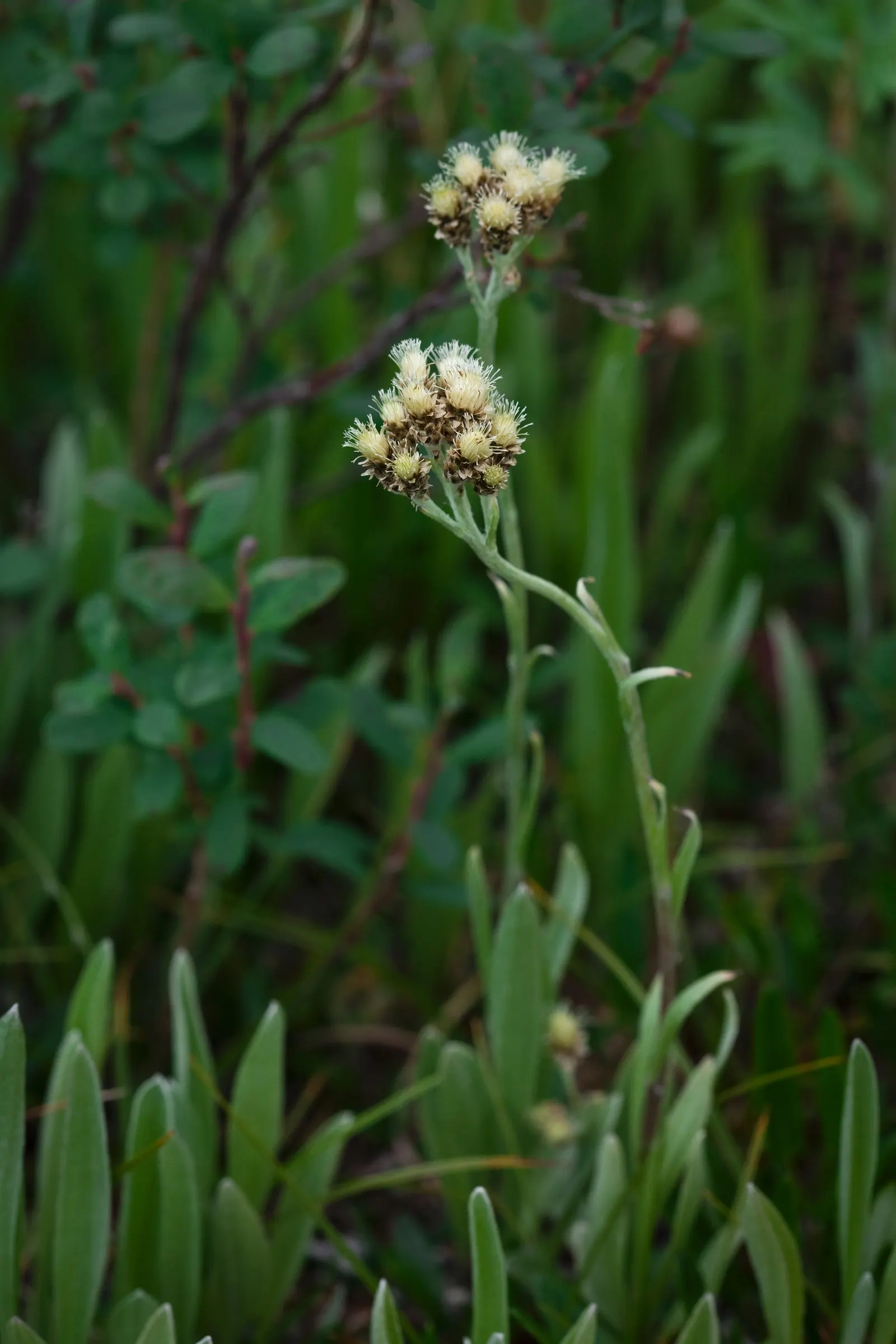 Pussytoes (Antennaria Plantaginifolia) — ground cover / perennial with white blooms; these flowers provide sustenance for a range of pollinators