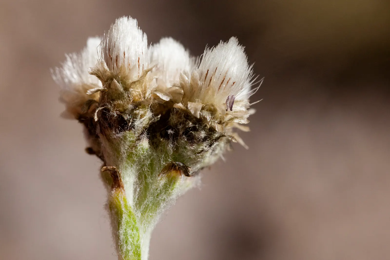 Pussytoes (Antennaria Plantaginifolia) — ground cover / perennial with white blooms; these flowers provide sustenance for a range of pollinators, image 68
