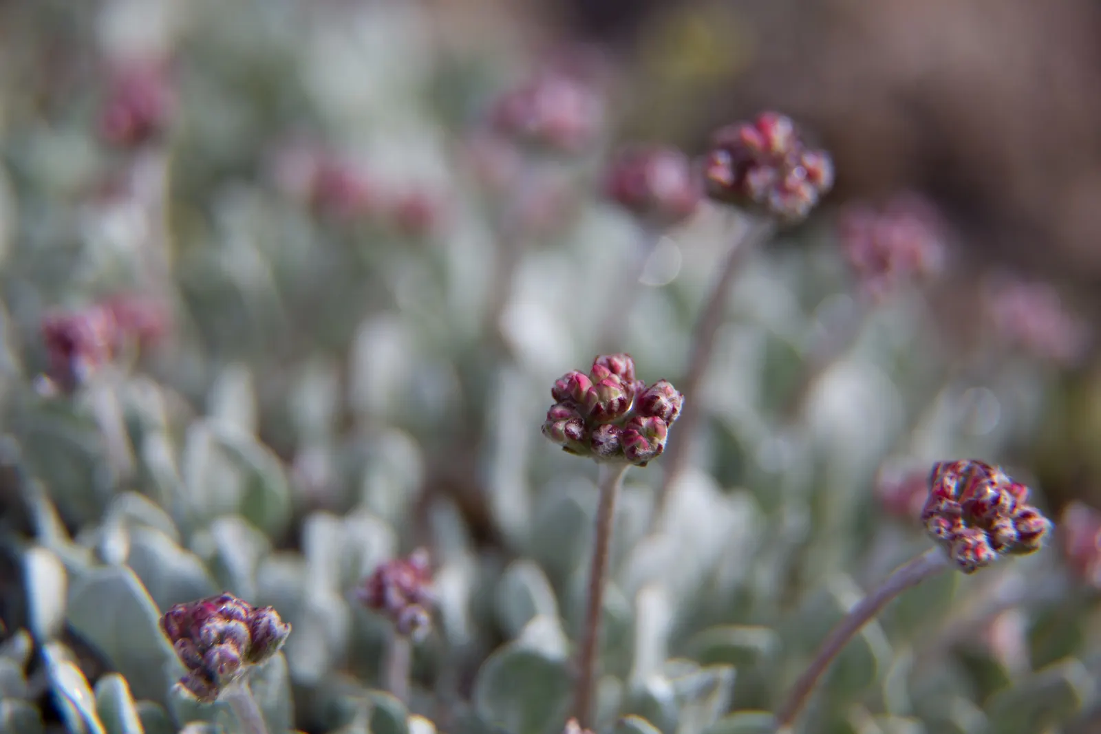 Pussytoes (Antennaria Plantaginifolia) — It boasts a low-growing, mat-forming habit, reaching 3-6 inches in height with a spread of 12 inches