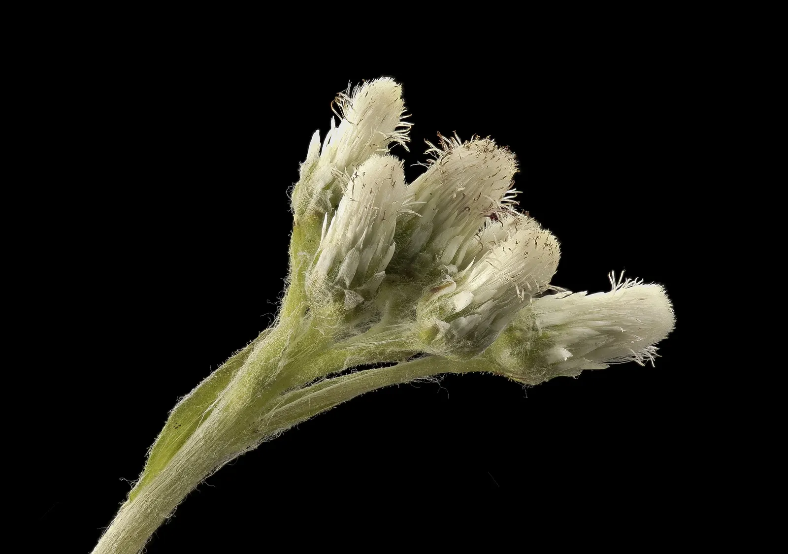 Pussytoes (Antennaria Plantaginifolia) — These basal leaves are spatulate to oblanceolate with a fine, image 58