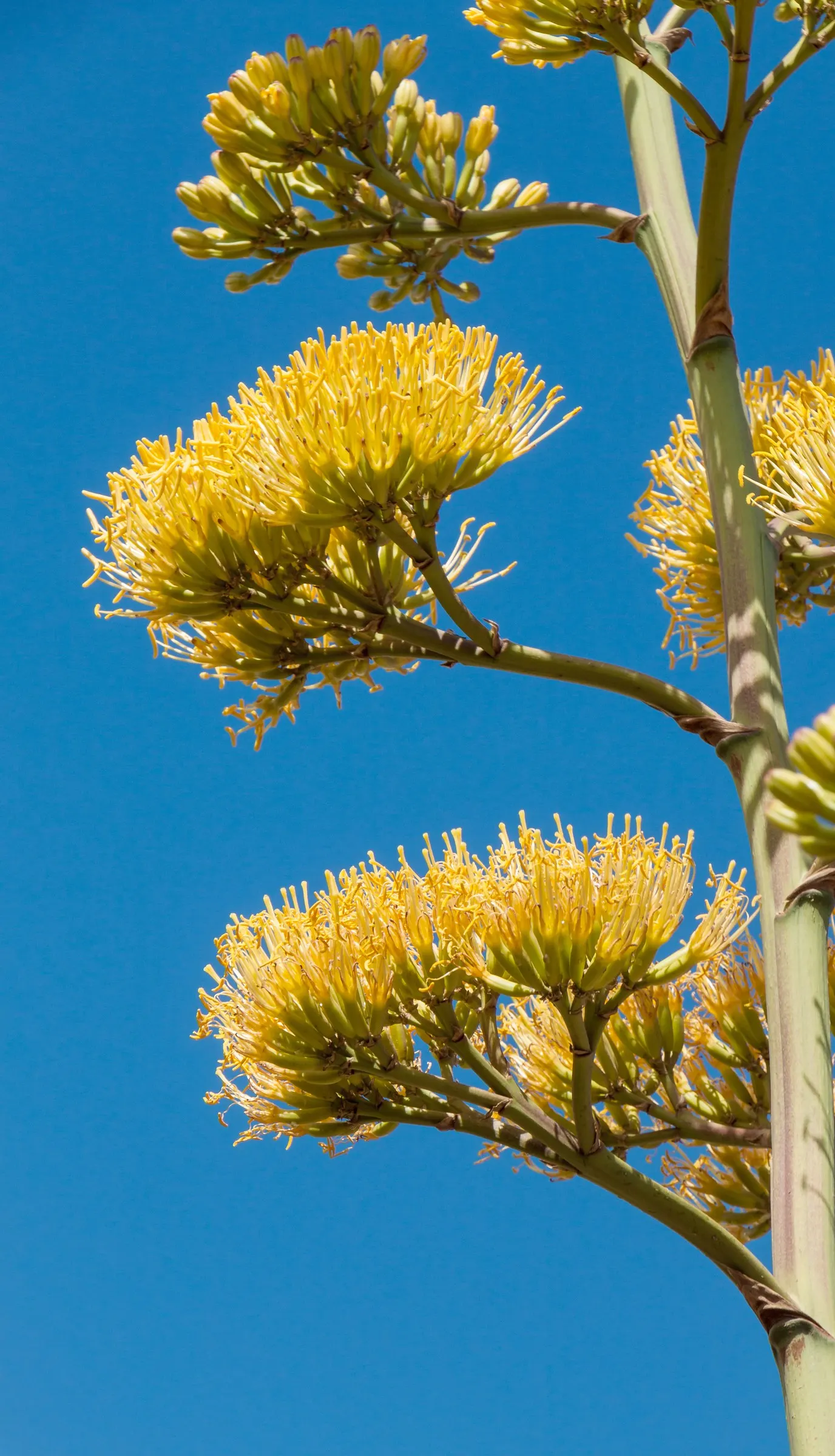 Century Plant, Maguey (Agave Americana) — ensuring progeny to continue its legacy in the garden; the spectacular flower stalk soars quickly, often, image 140