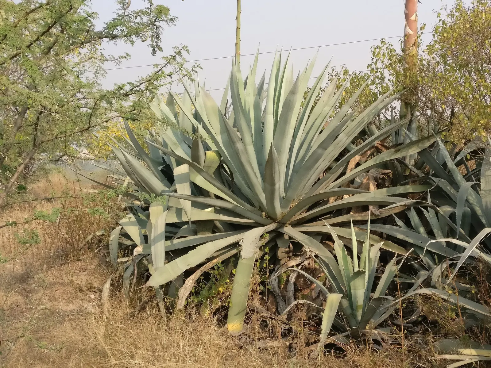Century Plant, Maguey (Agave Americana) — Its iconic flower spike, soaring to 15-30 ft once in its 10-30-year lifespan, captivates any landscape