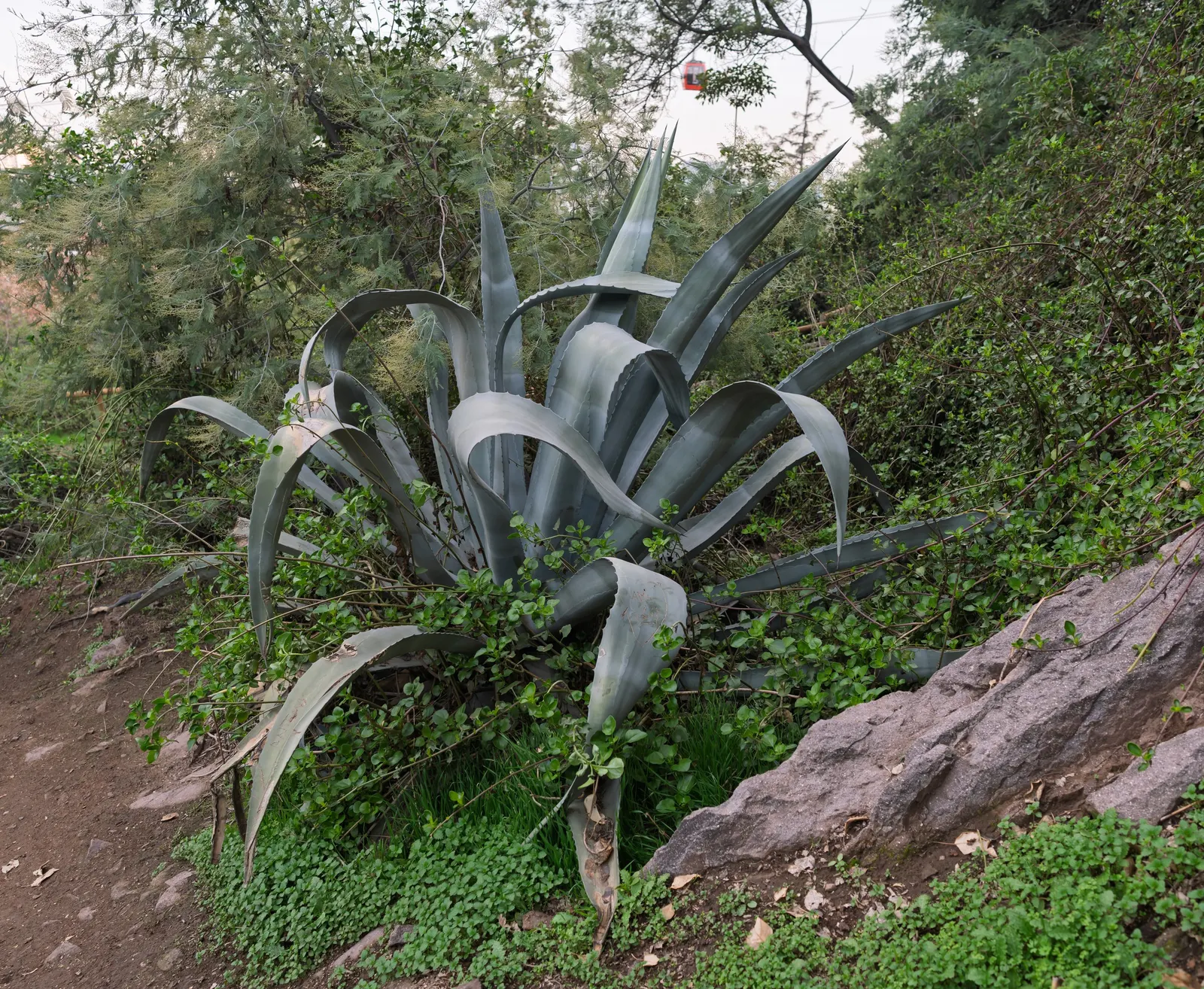 Century Plant, Maguey (Agave Americana) — this low-maintenance and drought-tolerant Agave makes an impressive focal point; perfect for xeriscaping, image 121