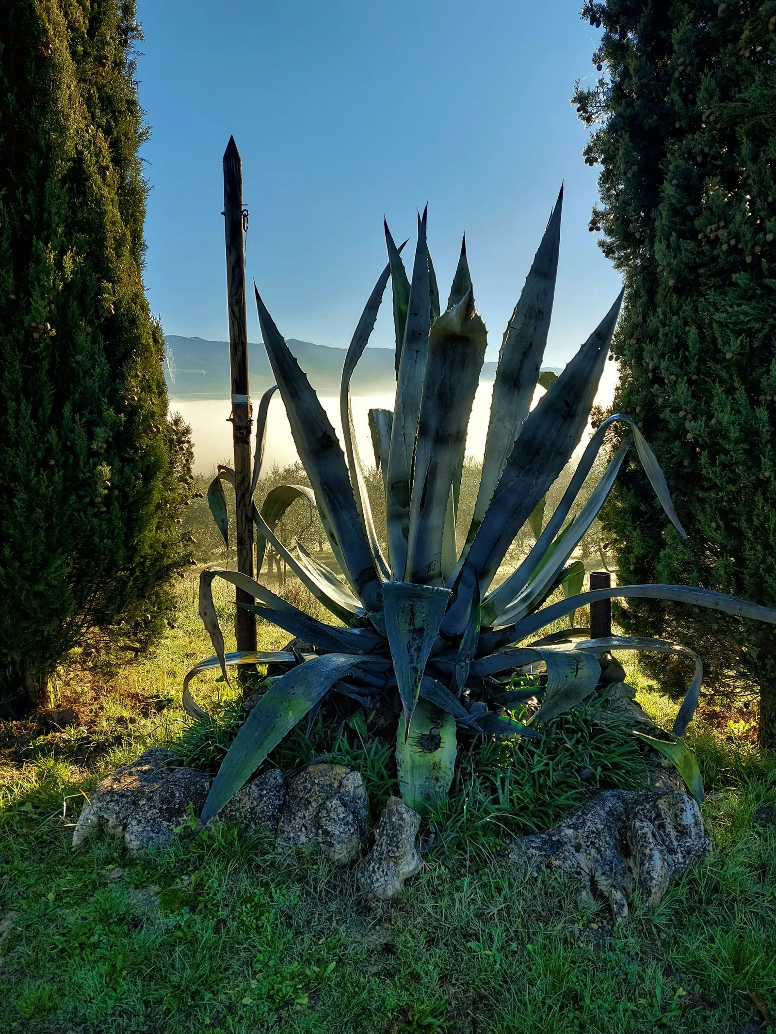 Century Plant, Maguey (Agave Americana) — the plant will gradually die; being mindful of pedestrian traffic due to its sharp leaf tips