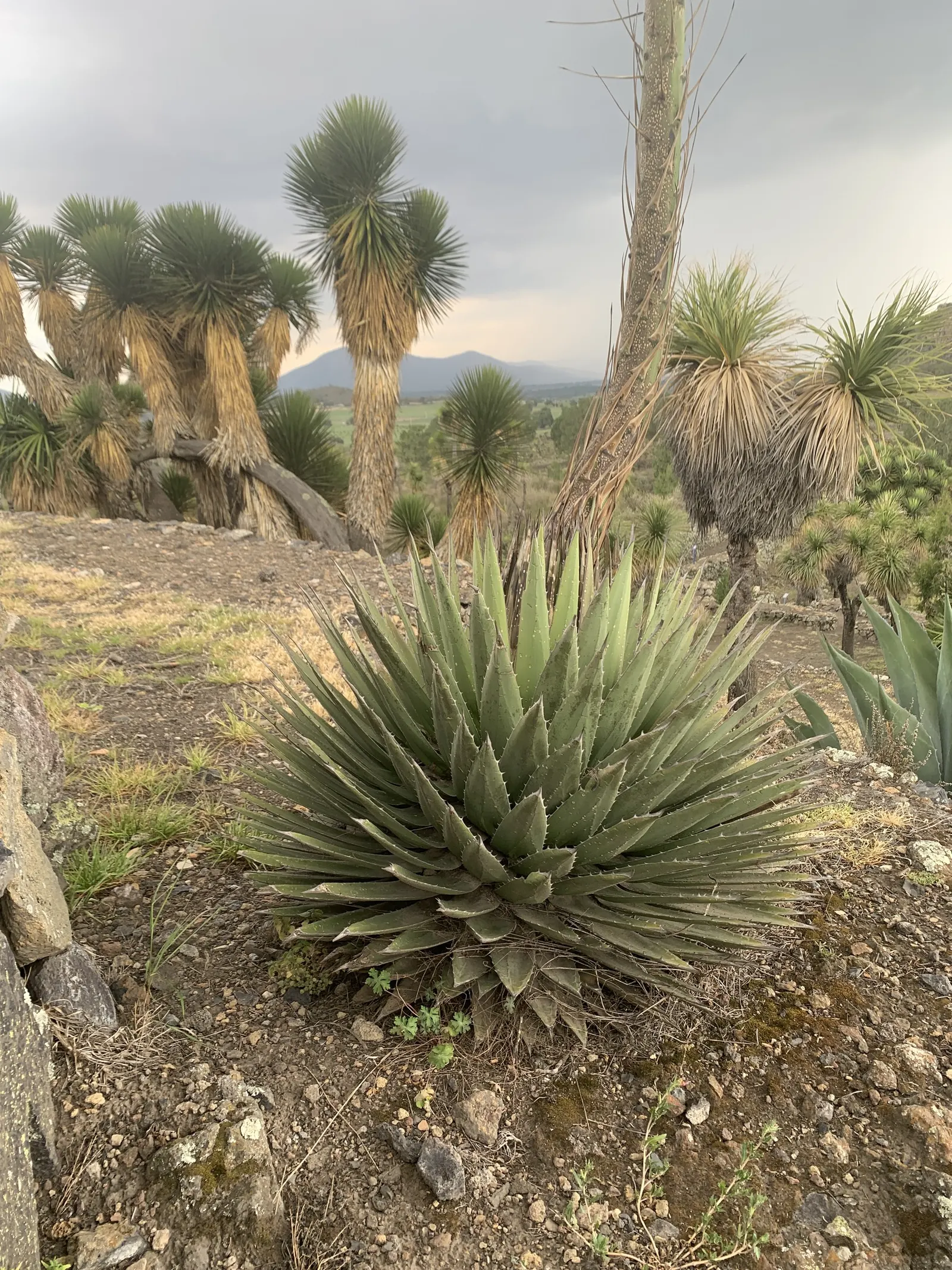 Century Plant, Maguey (Agave Americana) — but not before producing several offshoots around its base; perfect for xeriscaping, it thrives in, image 139