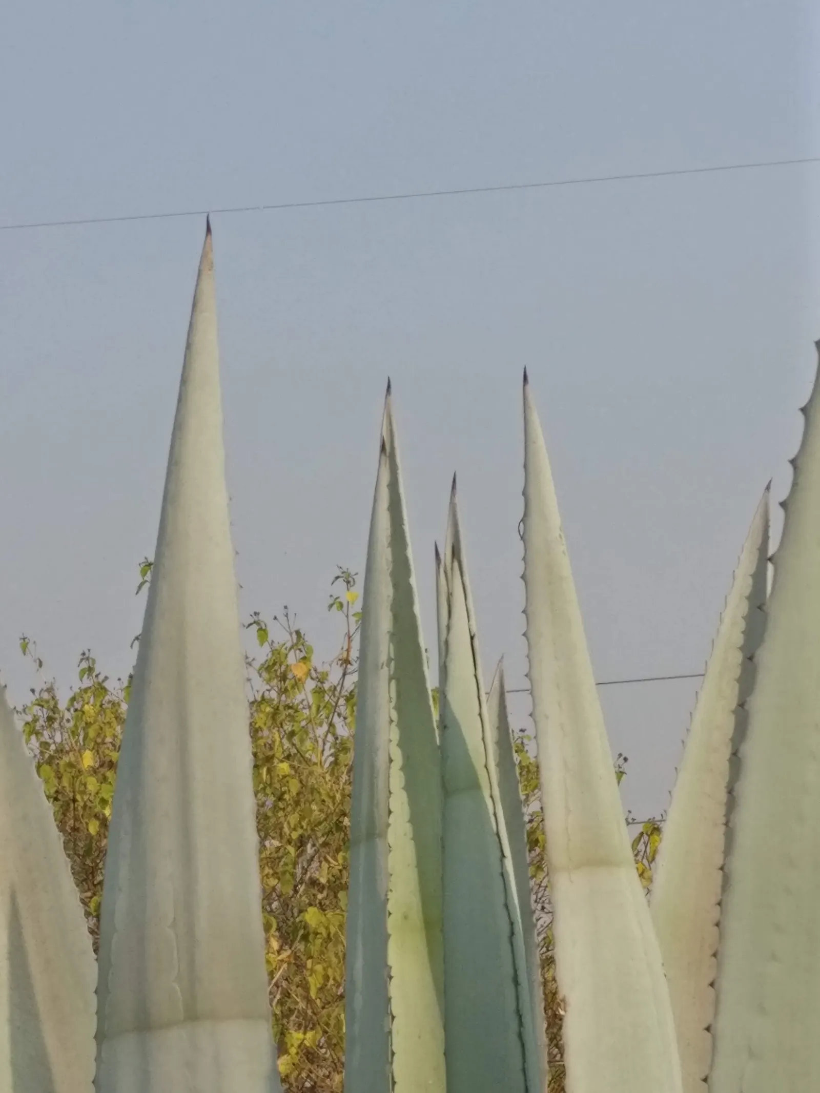 Century Plant, Maguey (Agave Americana) — Contrary to its name, it flowers once in its lifetime, typically between 10 and 30 years