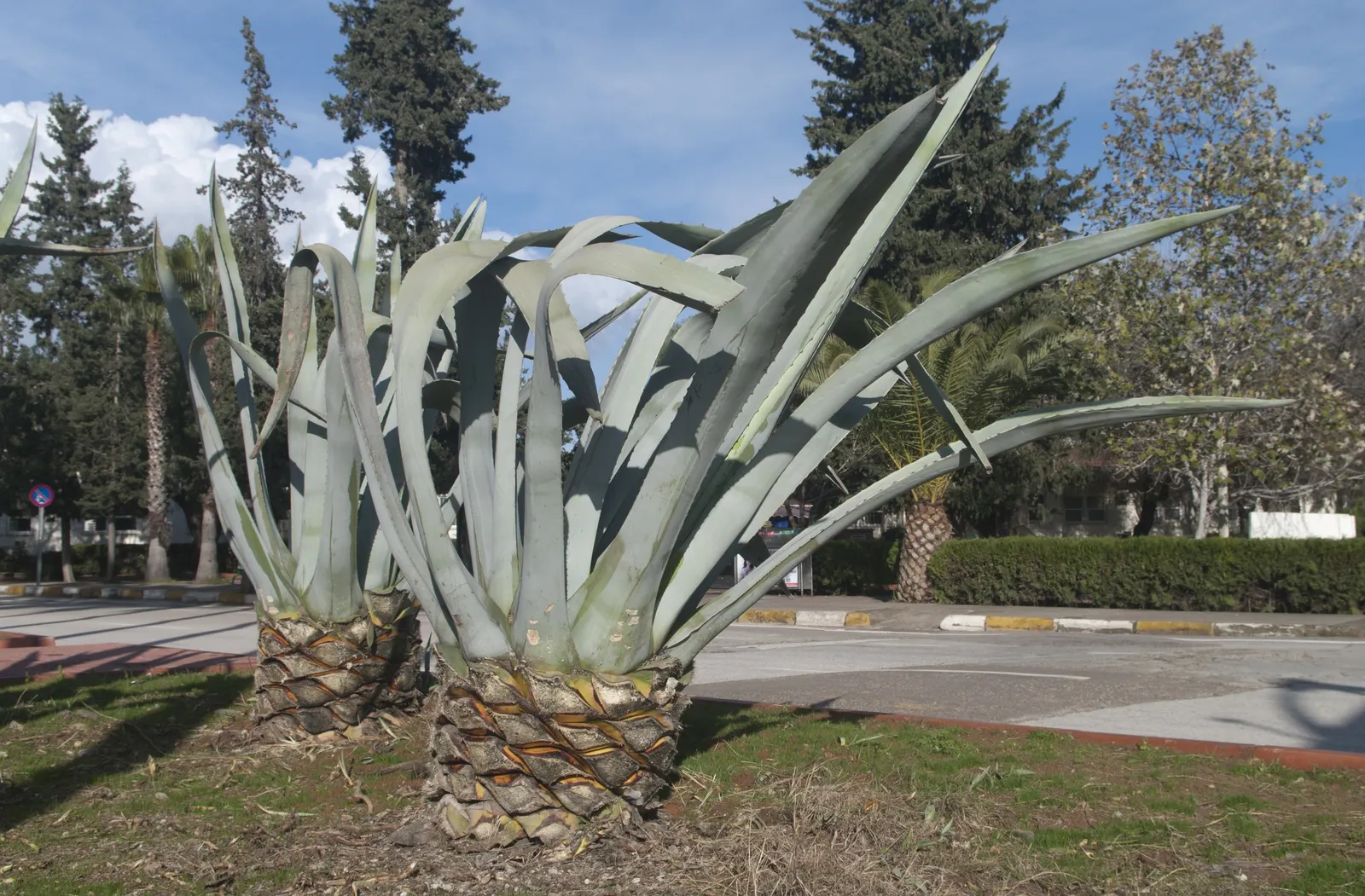 Century Plant, Maguey (Agave Americana) — Spacing is crucial due to size and sharp spines; the spectacular flower stalk soars quickly, often, image 110