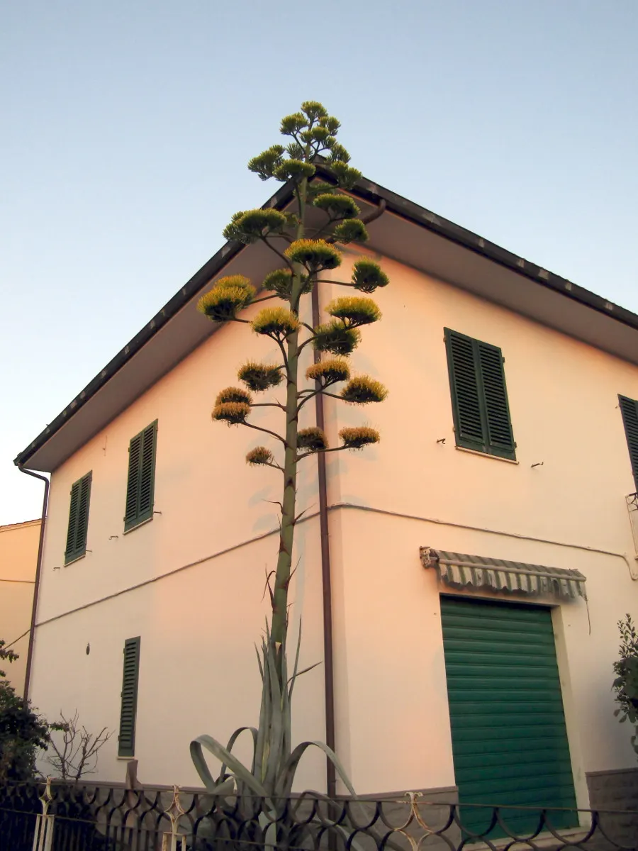 Century Plant, Maguey (Agave Americana) — commonly known as Century Plant or Maguey; perfect for xeriscaping, it thrives in well-draining soil and, image 64