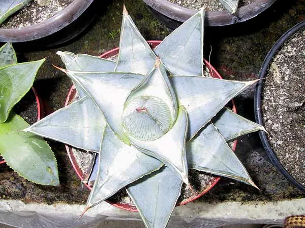 Century Plant, Maguey (Agave Americana) — this low-maintenance and drought-tolerant Agave makes an impressive focal point; perfect for xeriscaping, image 79