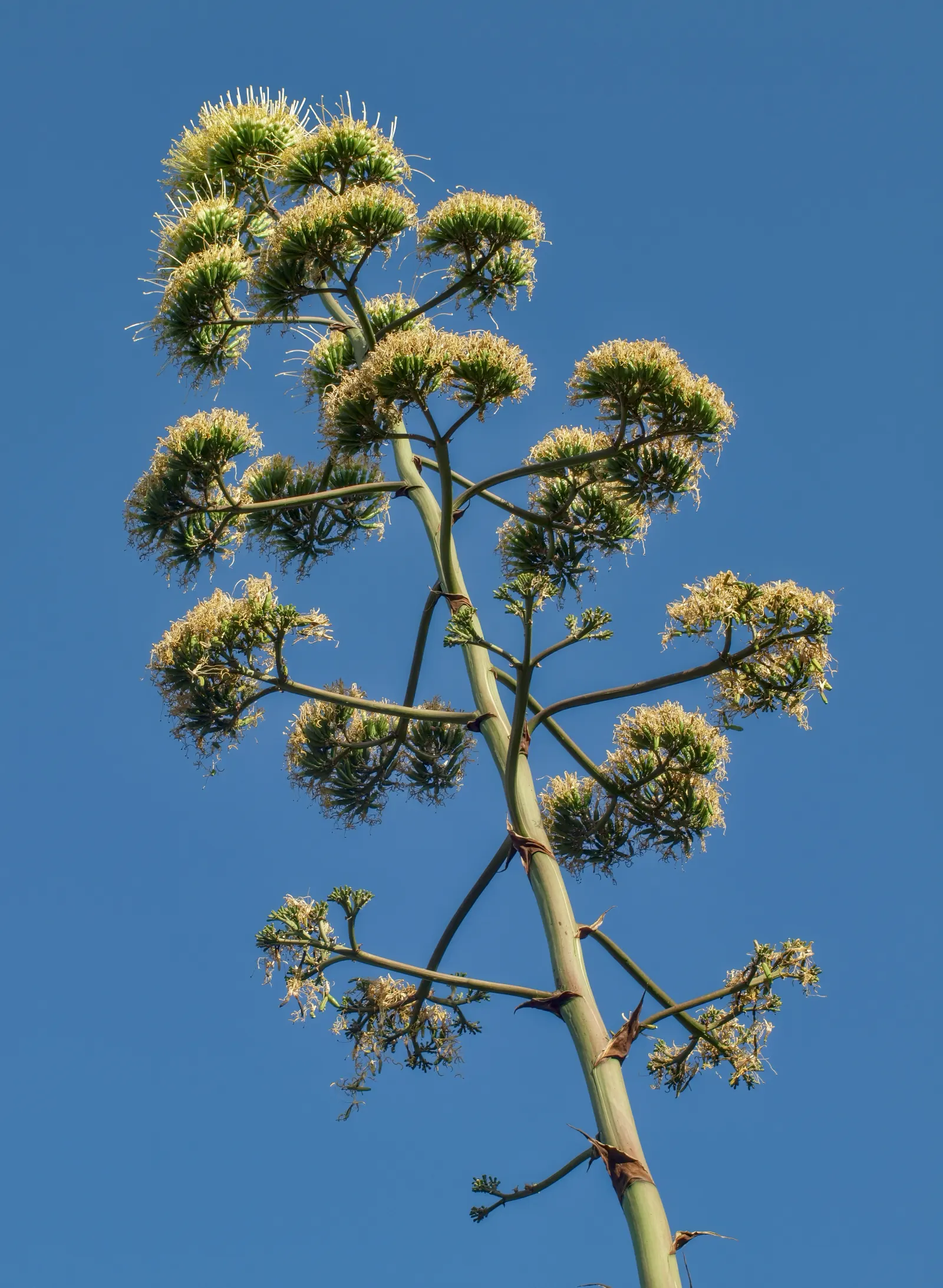 Century Plant, Maguey (Agave Americana) — but not before producing several offshoots around its base; perfect for xeriscaping, it thrives in, image 55