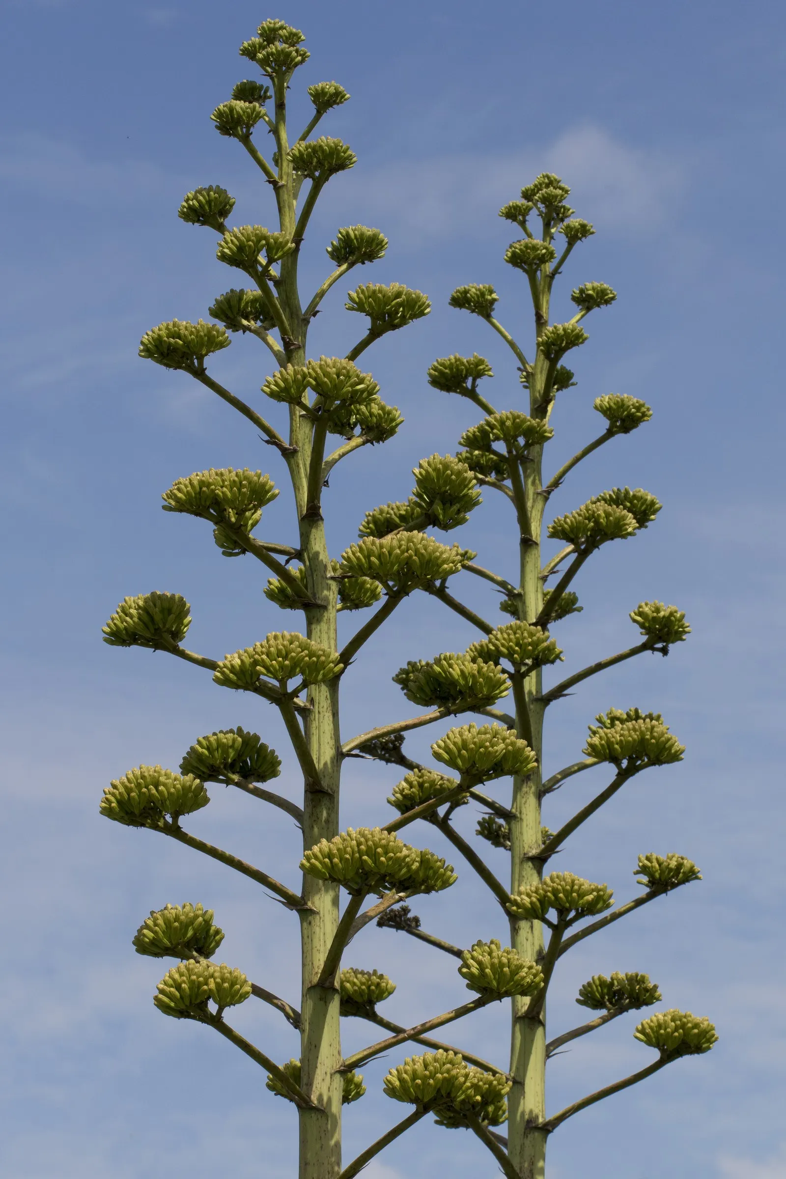Century Plant, Maguey (Agave Americana) — The spectacular flower stalk soars quickly, often reaching heights of up to 15-30 feet, image 32