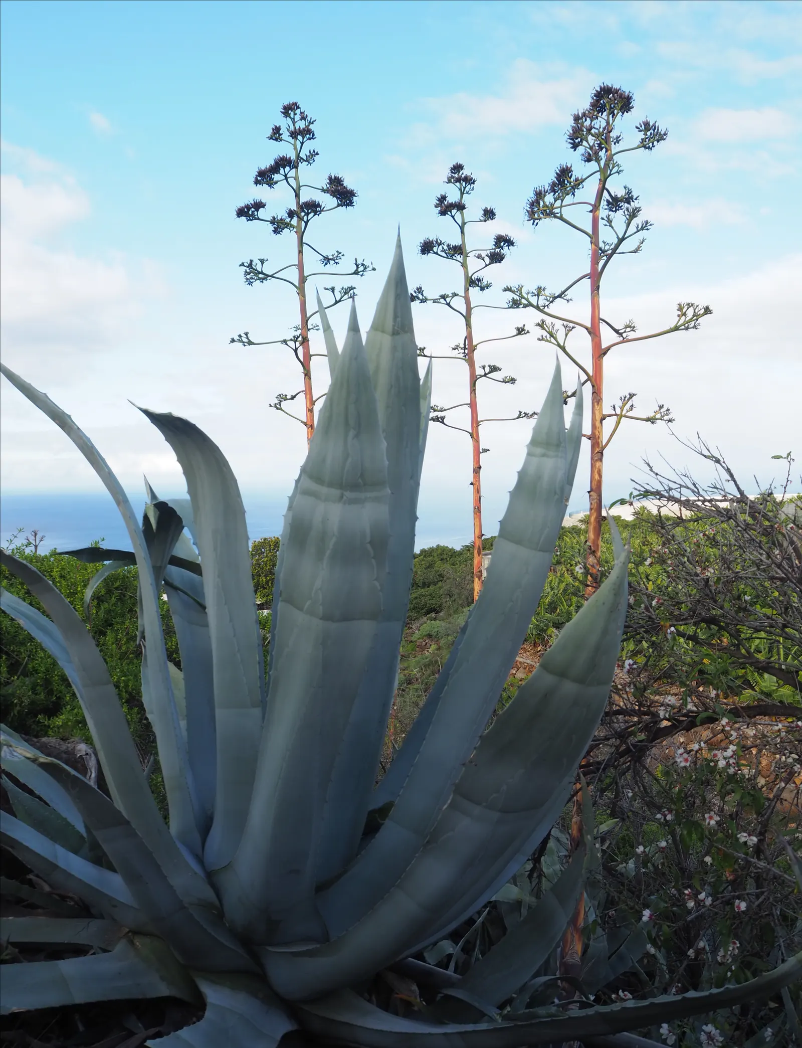 Century Plant, Maguey (Agave Americana) — Its iconic flower spike, soaring to 15-30 ft once in its 10-30-year lifespan, captivates any landscape, image 45