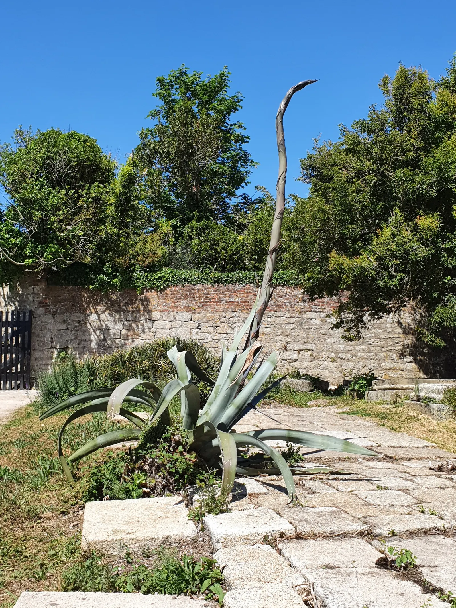 Century Plant, Maguey (Agave Americana) — is a dramatic succulent reaching sizes of 6-10 ft wide with gray to blue-green leaves; the spectacular, image 128