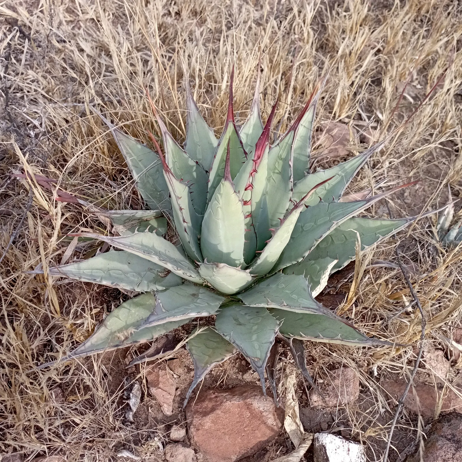 Century Plant, Maguey (Agave Americana) — Given ample space to accommodate its spread
