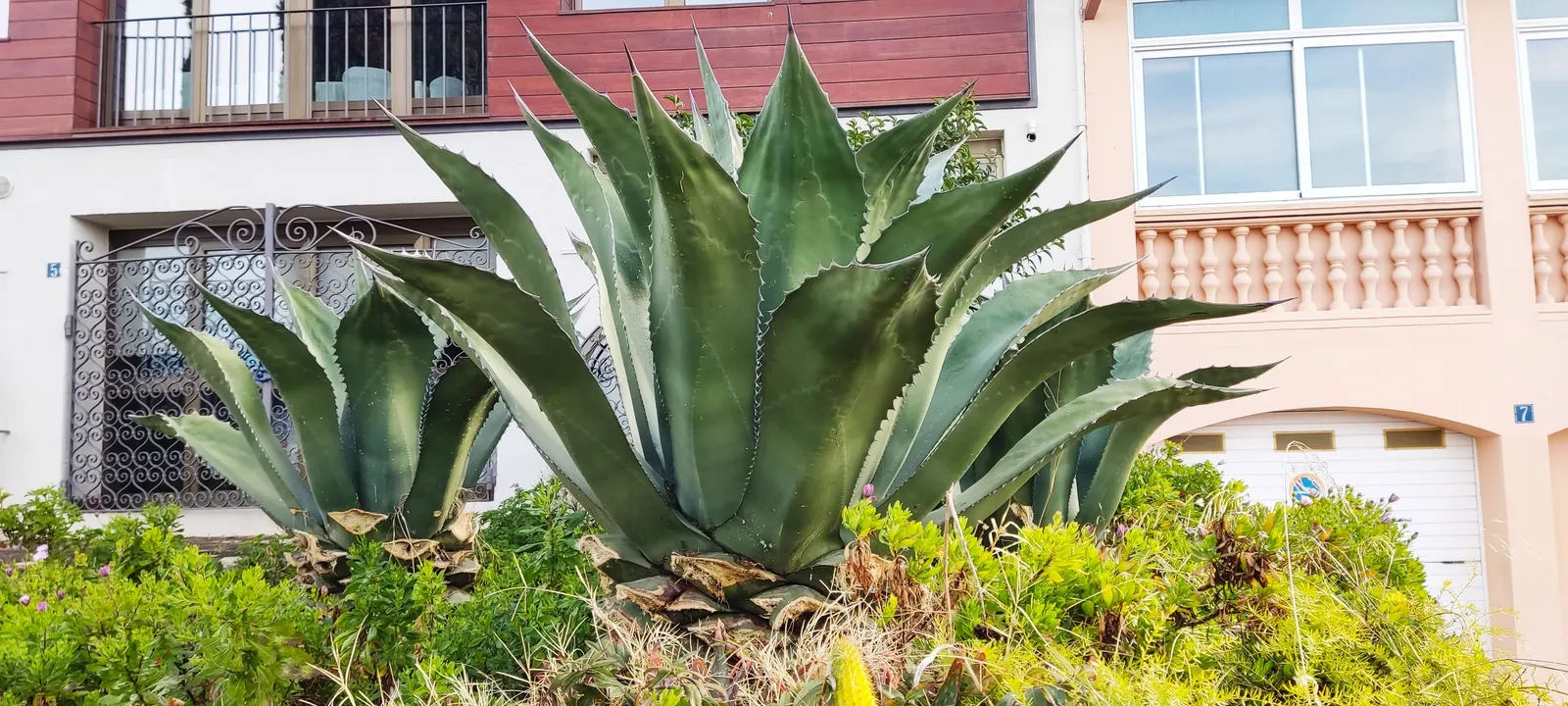Century Plant, Maguey (Agave Americana) — The spectacular flower stalk soars quickly, often reaching heights of up to 15-30 feet, image 116