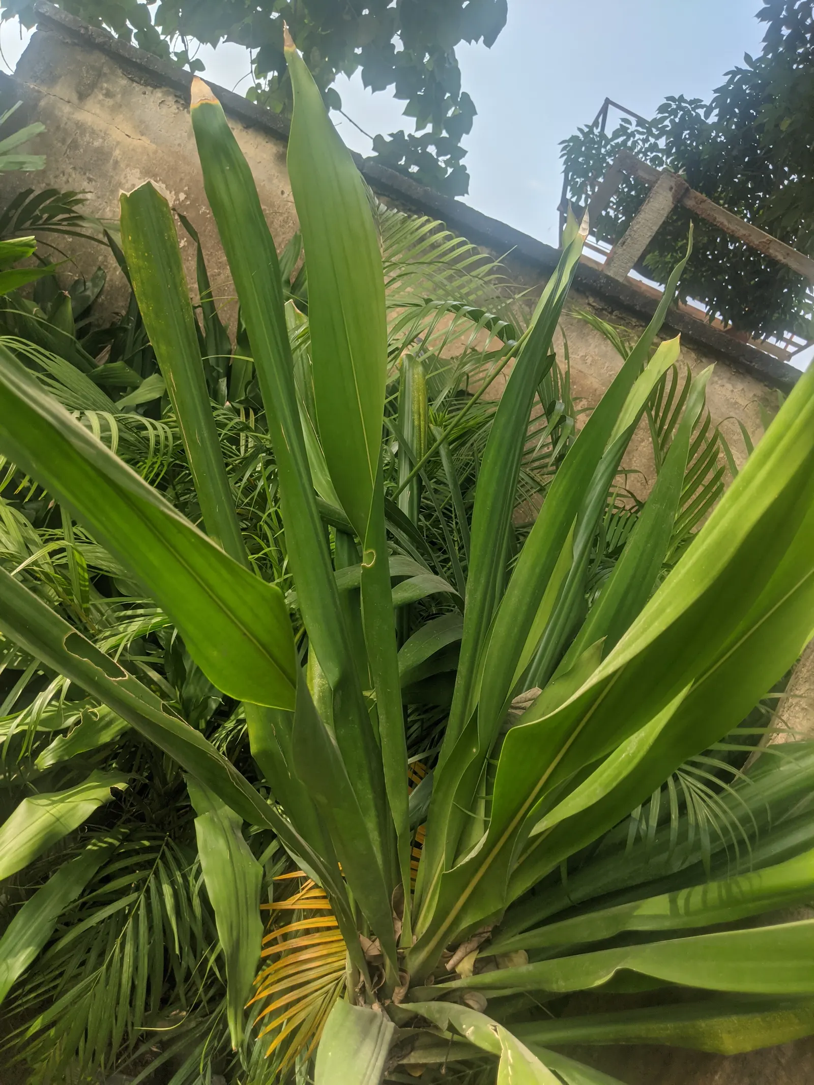 Century Plant, Maguey (Agave Americana) — Native to Mexico and the southwestern United States; the spectacular flower stalk soars quickly, often reaching