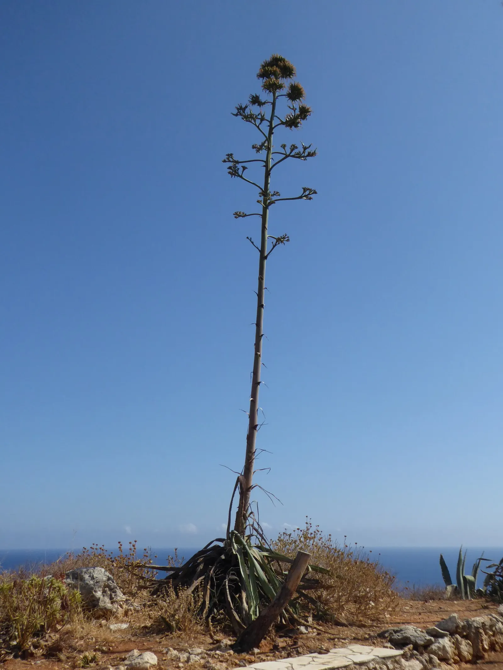 Century Plant, Maguey (Agave Americana) — the plant will gradually die