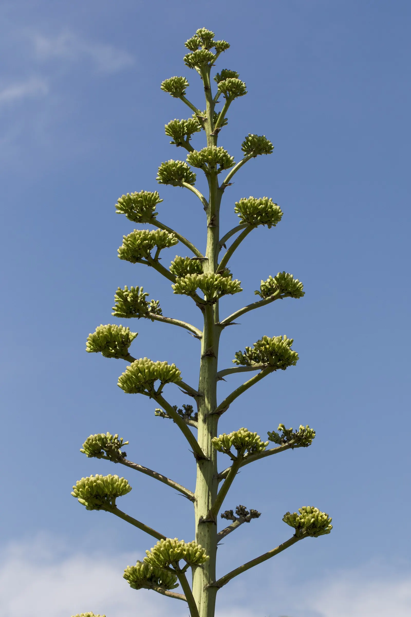 Century Plant, Maguey (Agave Americana) — is a remarkable succulent that brings an exotic flair and structural beauty to any landscape; perfect for, image 133