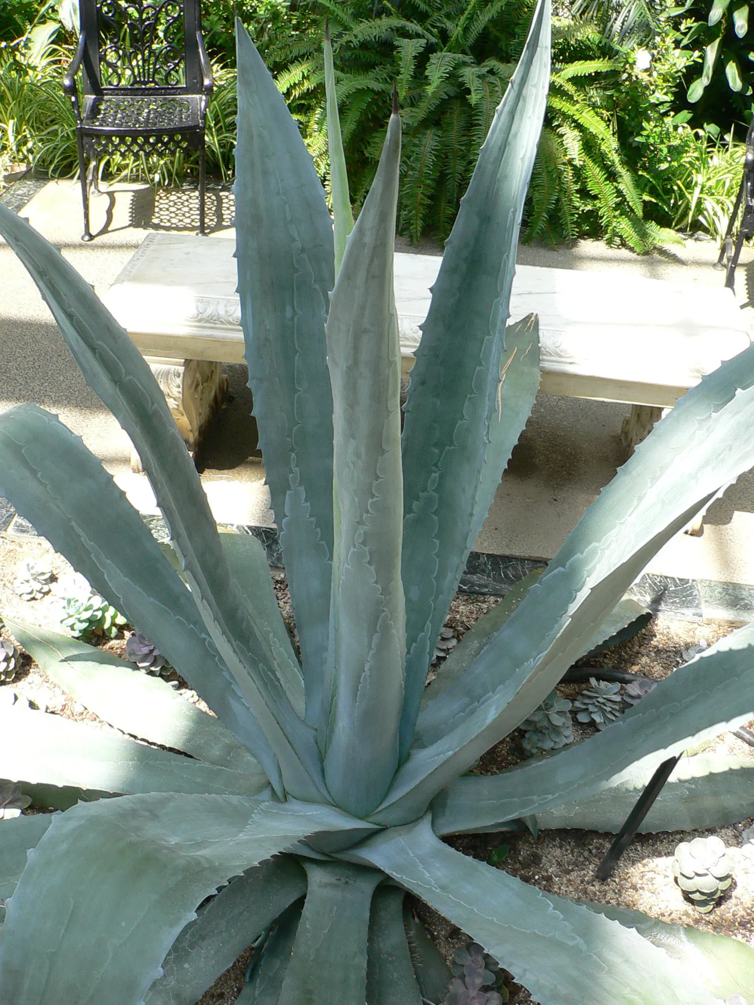Century Plant, Maguey (Agave Americana) — succulent with yellow blooms