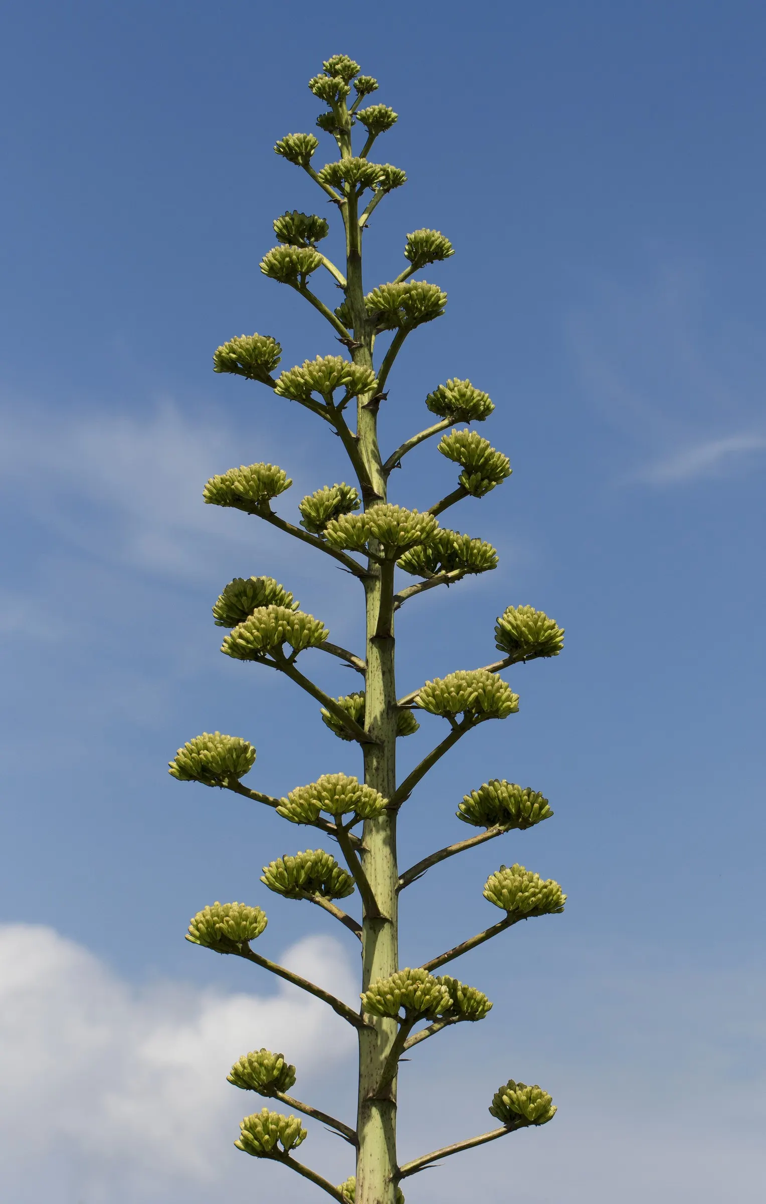 Century Plant, Maguey (Agave Americana) — Its iconic flower spike, soaring to 15-30 ft once in its 10-30-year lifespan, captivates any landscape, image 108