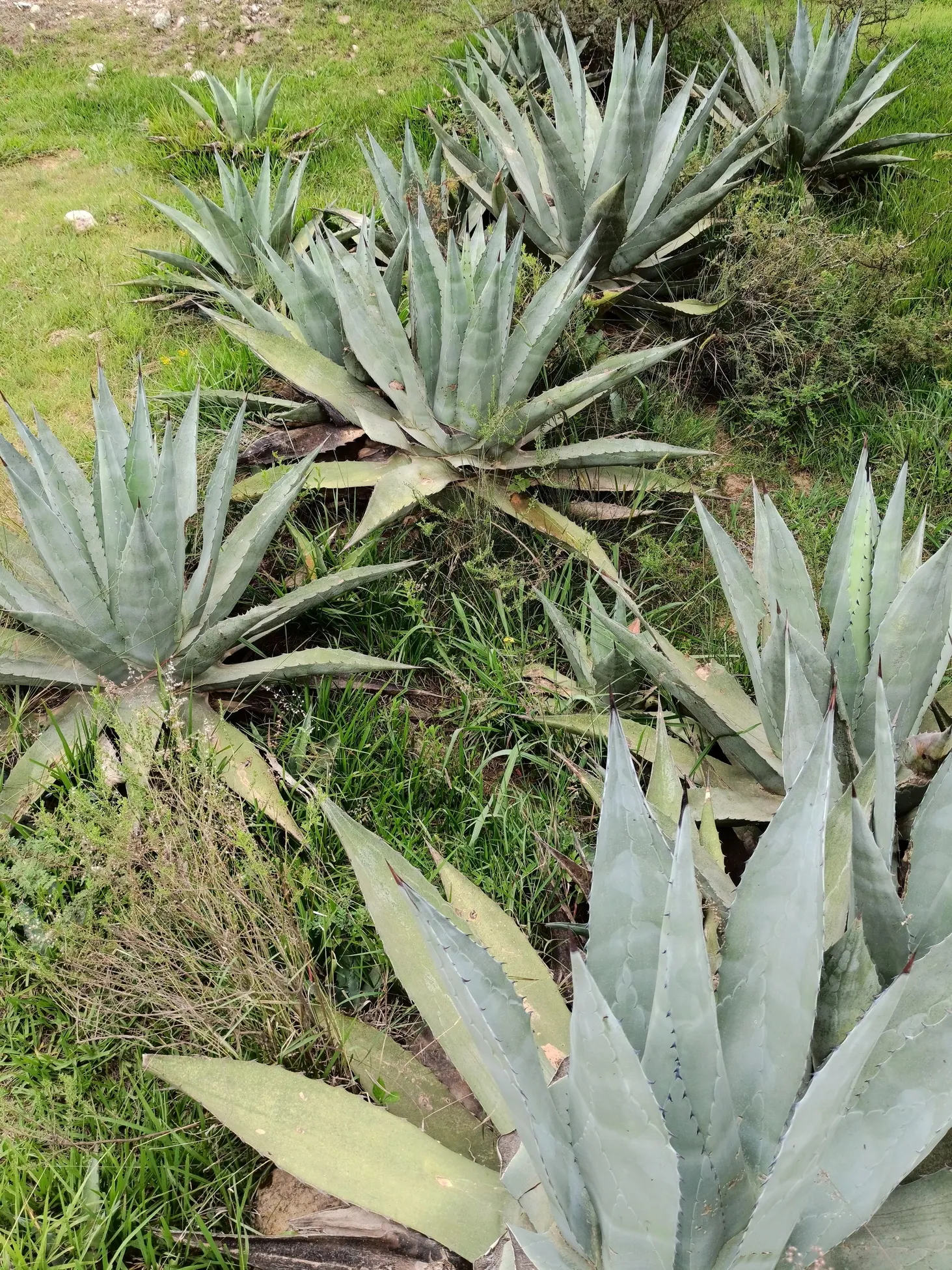 Century Plant, Maguey (Agave Americana) — commonly known as the Century Plant or Maguey