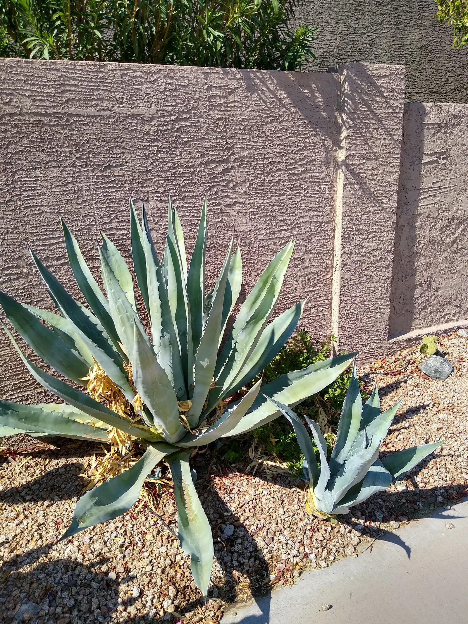 Century Plant, Maguey (Agave Americana) — is a remarkable succulent that brings an exotic flair and structural beauty to any landscape; perfect for, image 91