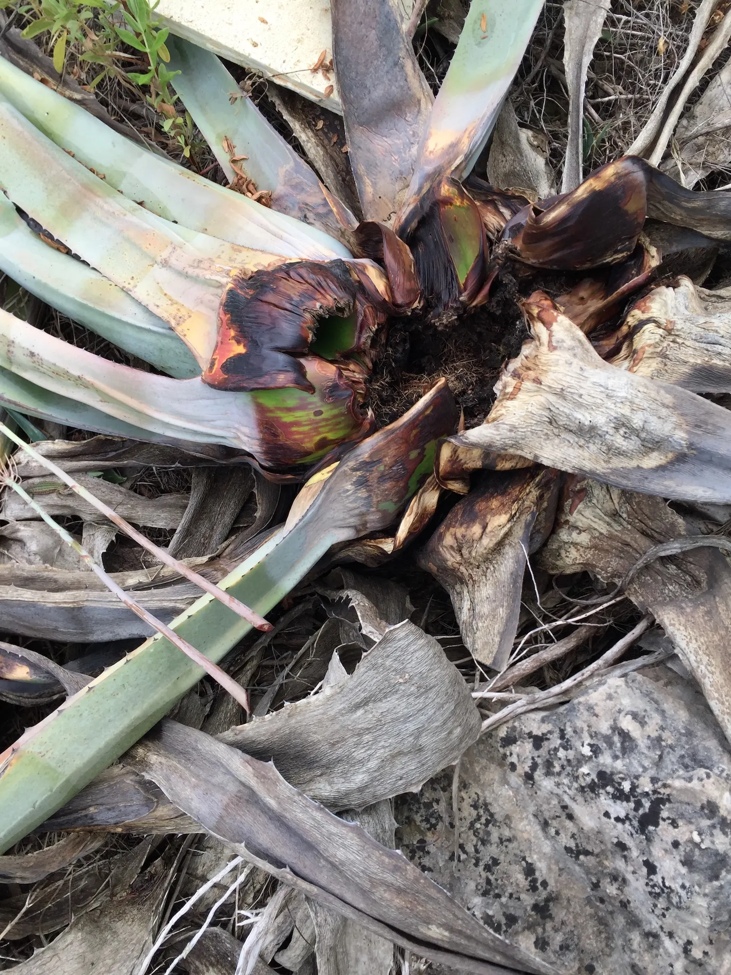 Century Plant, Maguey (Agave Americana) — commonly known as Century Plant or Maguey; perfect for xeriscaping, it thrives in well-draining soil and, image 85