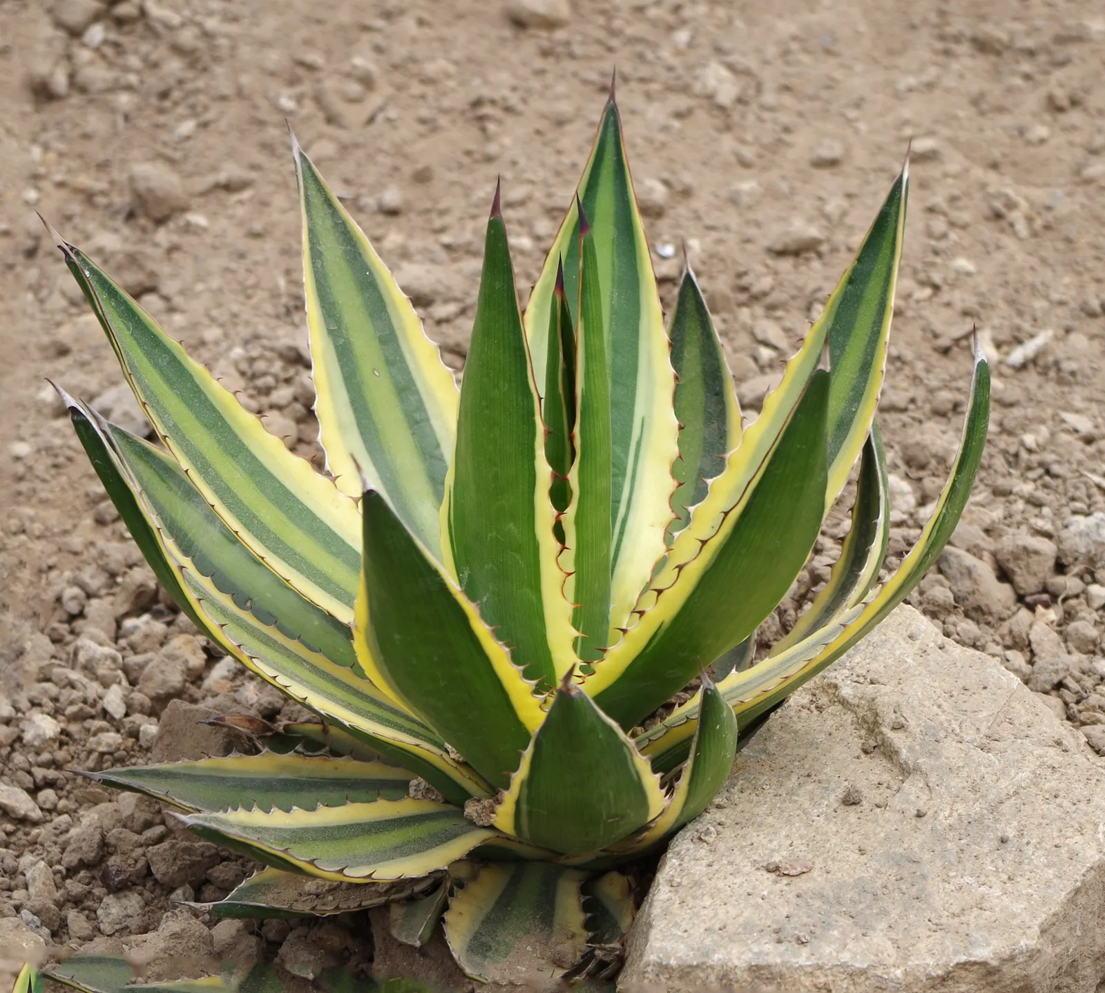 Century Plant, Maguey (Agave Americana) — commonly known as Century Plant or Maguey; perfect for xeriscaping, it thrives in well-draining soil and, image 43