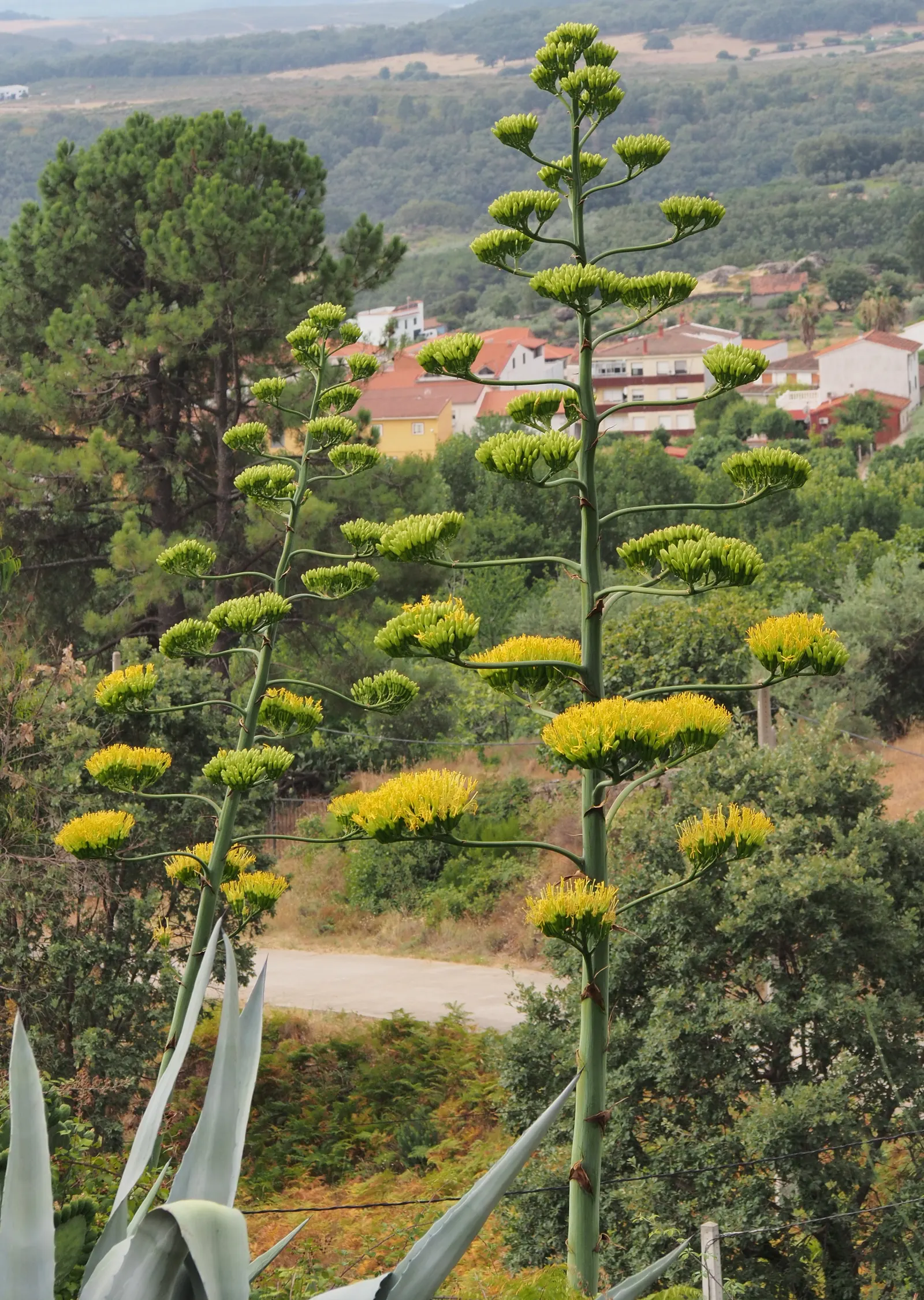 Century Plant, Maguey (Agave Americana) — Contrary to its name, it flowers once in its lifetime, typically between 10 and 30 years; perfect for, image 94