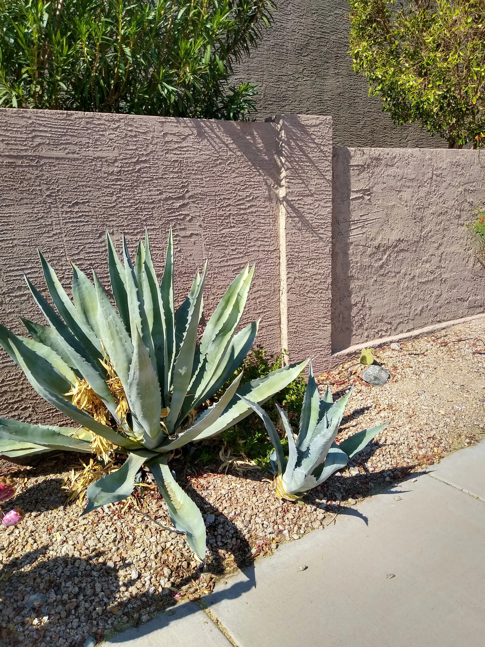 Century Plant, Maguey (Agave Americana) — striking rosette of fleshy spiny-edged leaves