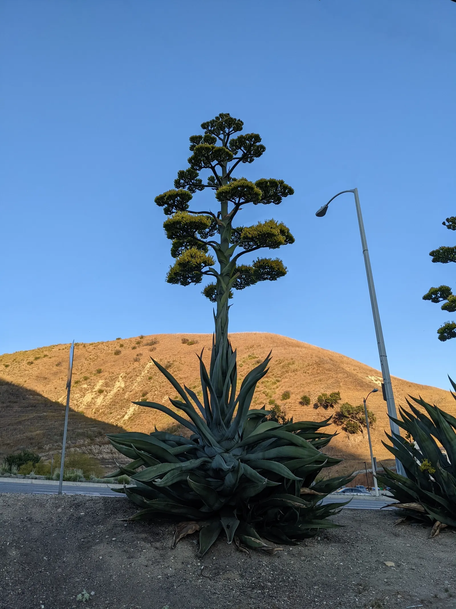 Century Plant, Maguey (Agave Americana) — being mindful of pedestrian traffic due to its sharp leaf tips, image 60