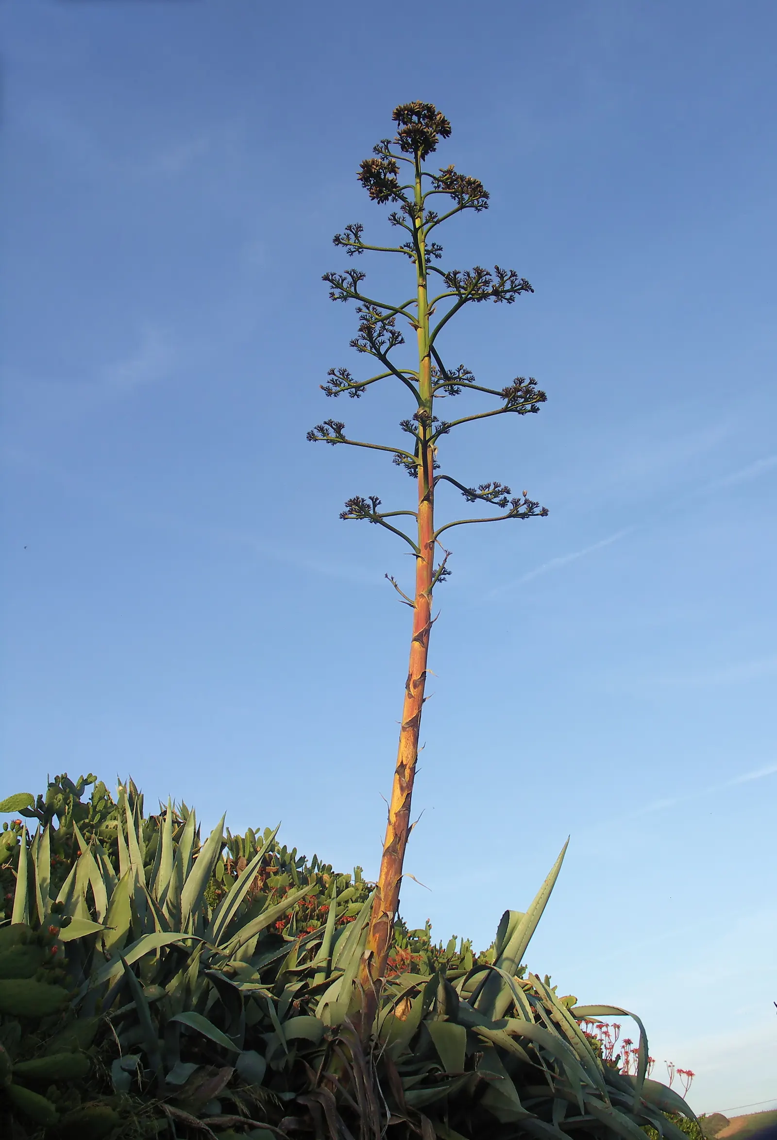 Century Plant, Maguey (Agave Americana) — Spacing is crucial due to size and sharp spines; the spectacular flower stalk soars quickly, often, image 131