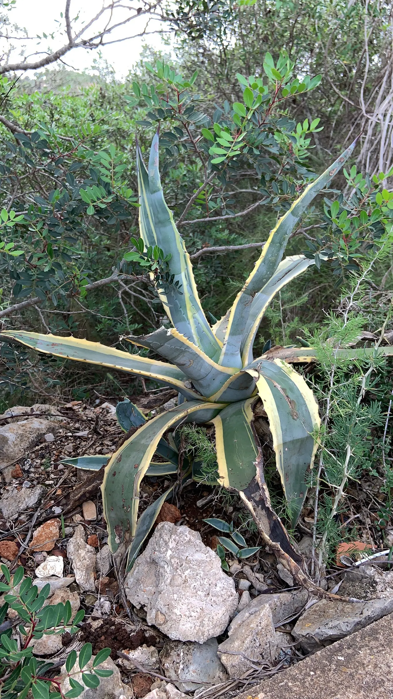 Century Plant, Maguey (Agave Americana) — Its iconic flower spike, soaring to 15-30 ft once in its 10-30-year lifespan, captivates any landscape, image 129