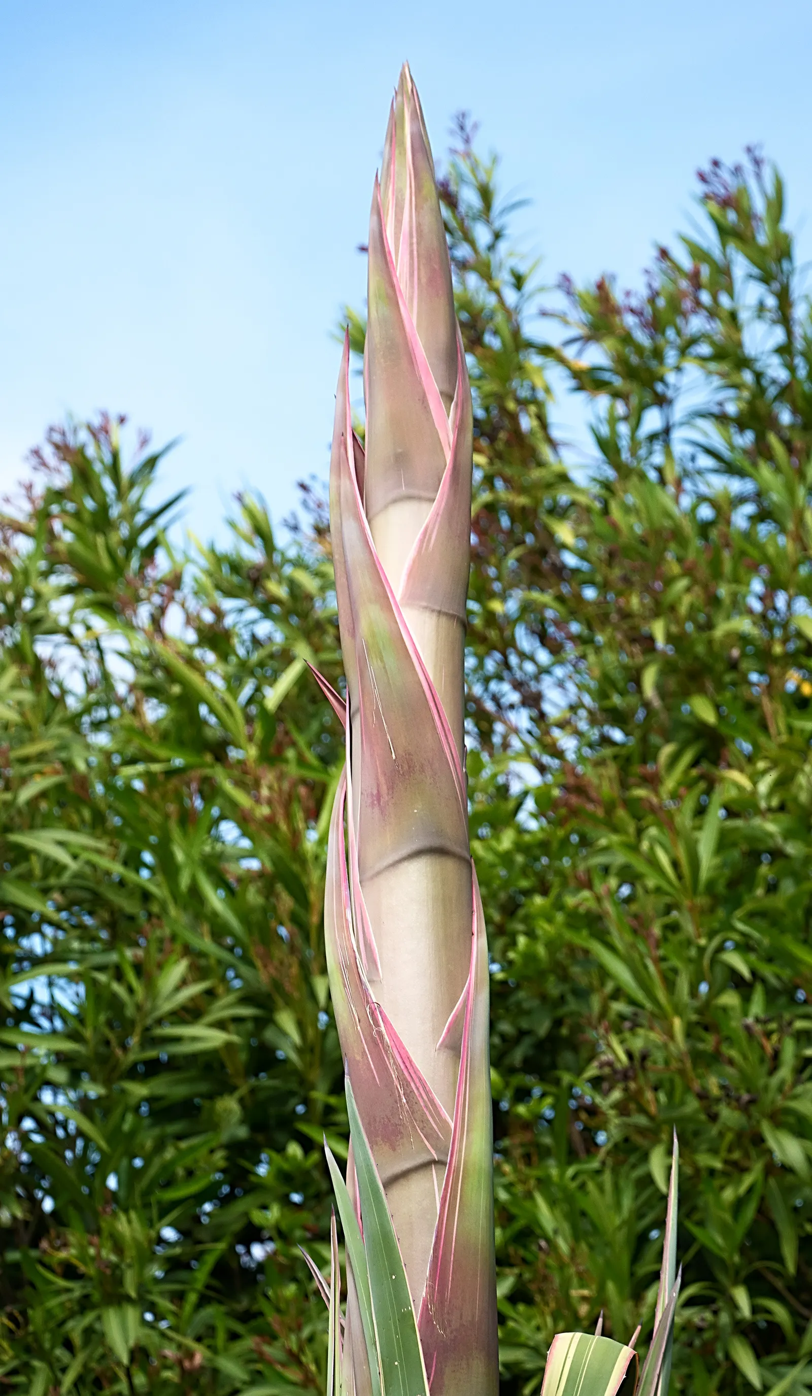 Century Plant, Maguey (Agave Americana) — is a remarkable succulent that brings an exotic flair and structural beauty to any landscape