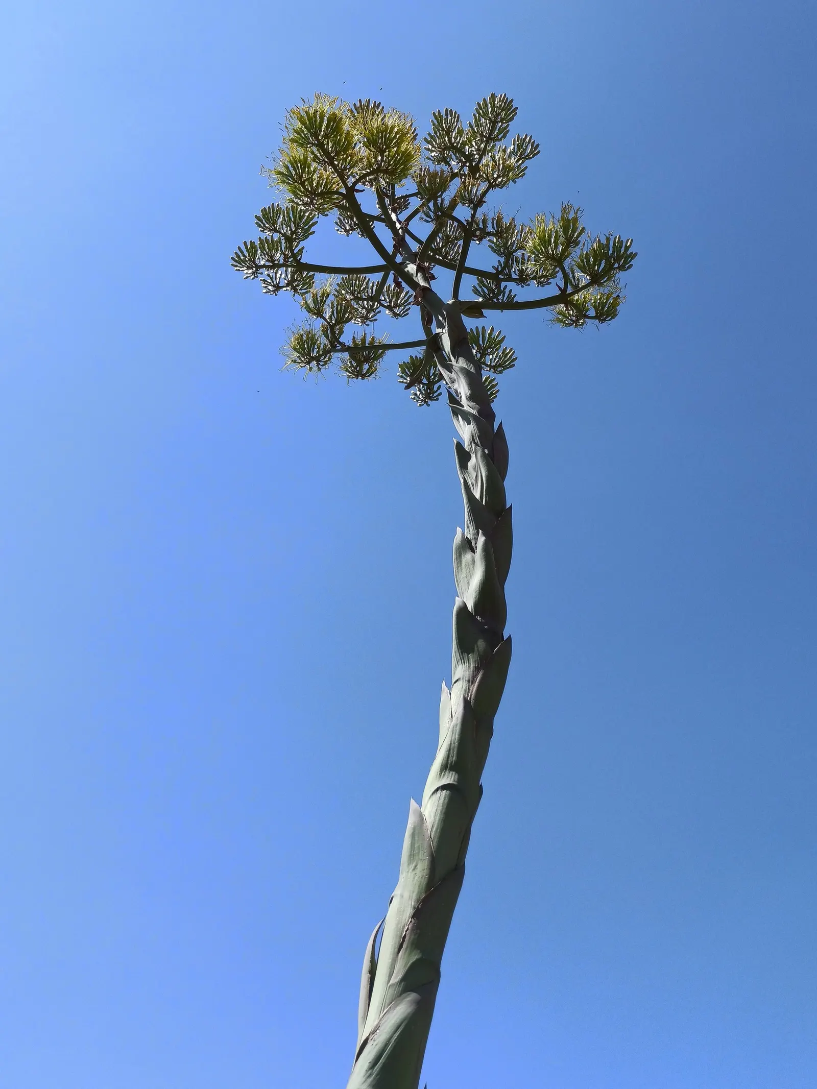 Century Plant, Maguey (Agave Americana) — Perfect for xeriscaping, it thrives in well-draining soil and full sun, requiring minimal water, image 67