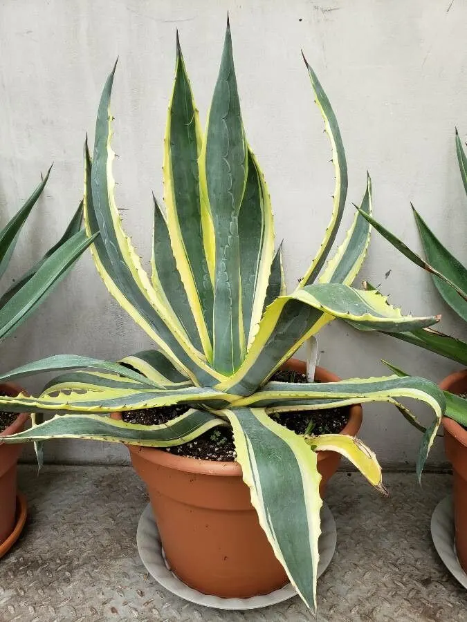 Century Plant, Maguey (Agave Americana) — Given ample space to accommodate its spread; being mindful of pedestrian traffic due to its sharp leaf, image 120
