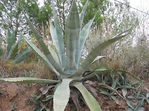 Century Plant, Maguey (Agave Americana) — succulent for full