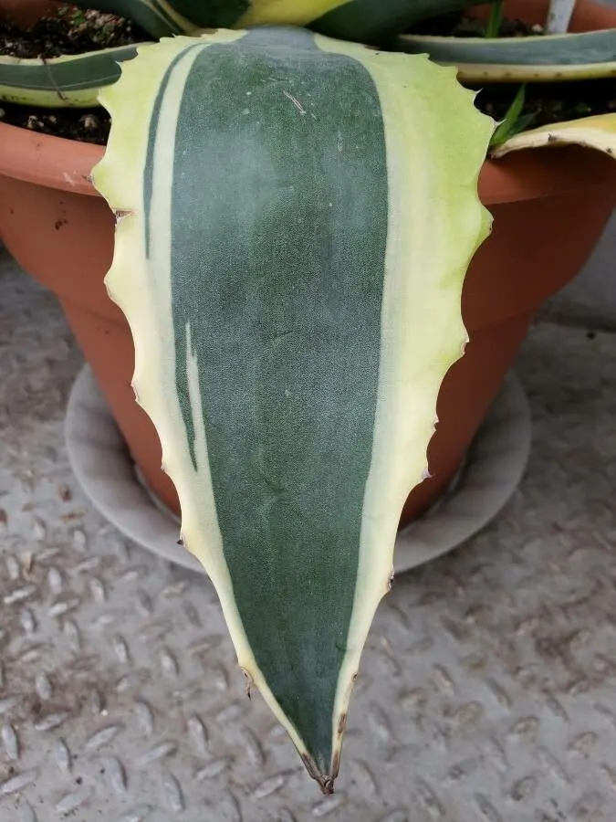 Century Plant, Maguey (Agave Americana) — Given ample space to accommodate its spread; being mindful of pedestrian traffic due to its sharp leaf, image 78