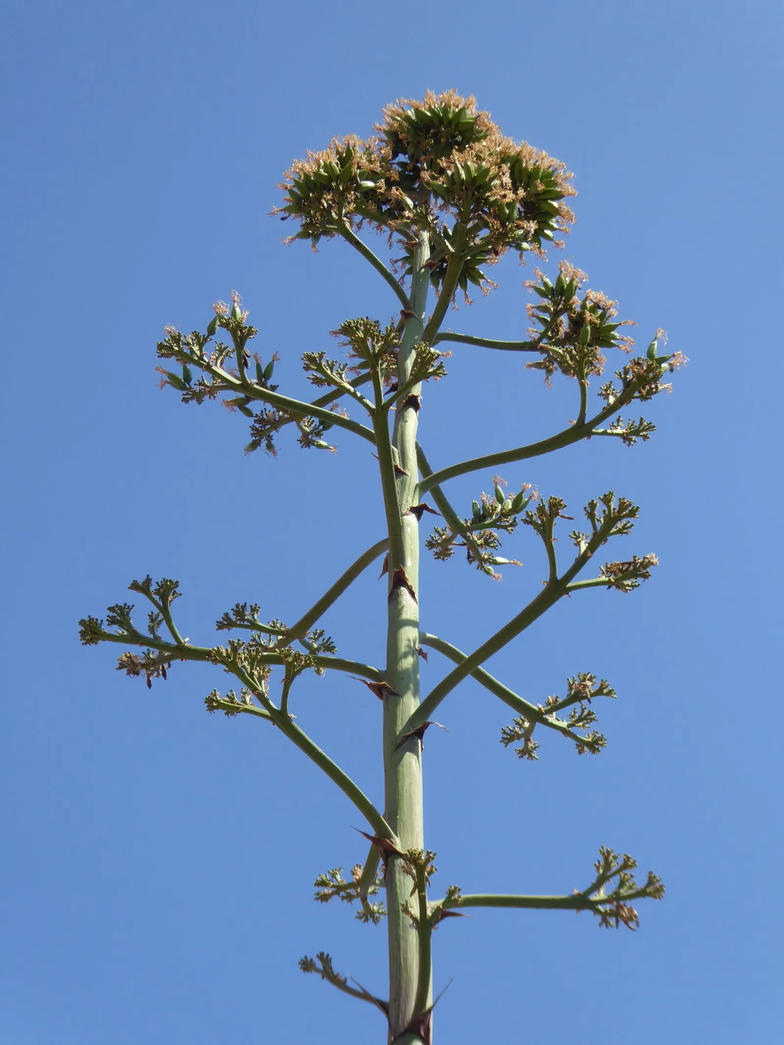 Century Plant, Maguey (Agave Americana) — commonly known as the Century Plant or Maguey; being mindful of pedestrian traffic due to its sharp leaf, image 48