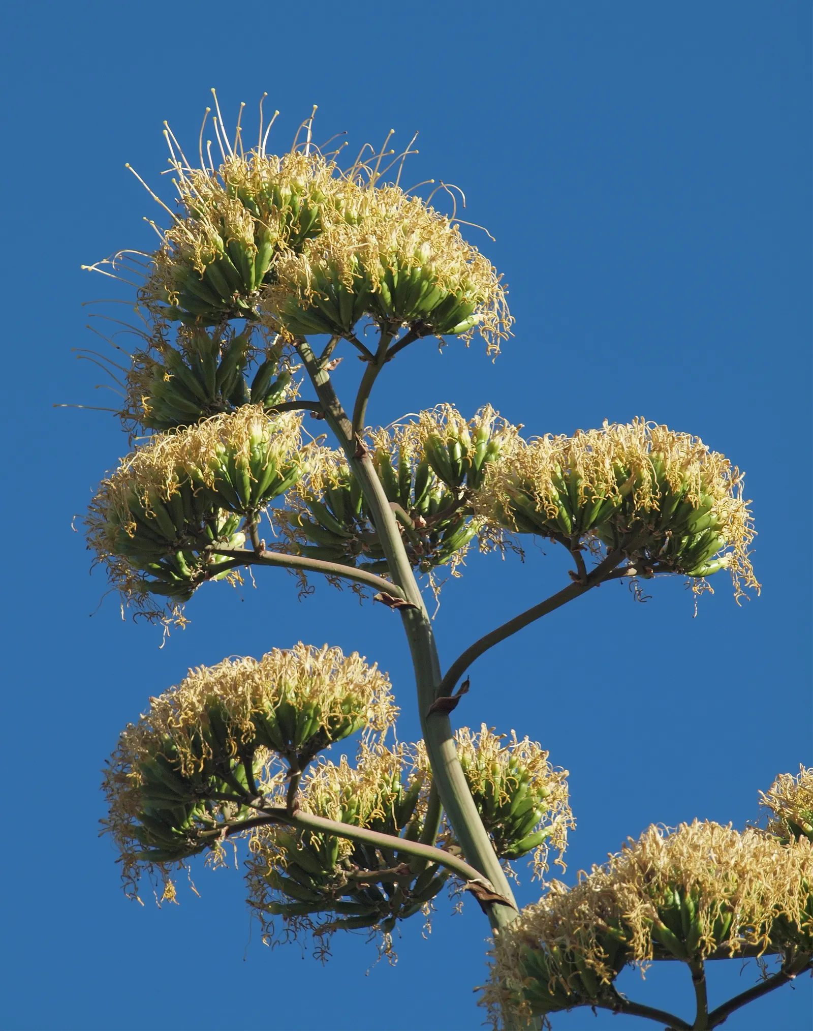 Century Plant, Maguey (Agave Americana) — It thrives in full sun and requires well-draining soil to prevent root rot; the spectacular flower stalk, image 122