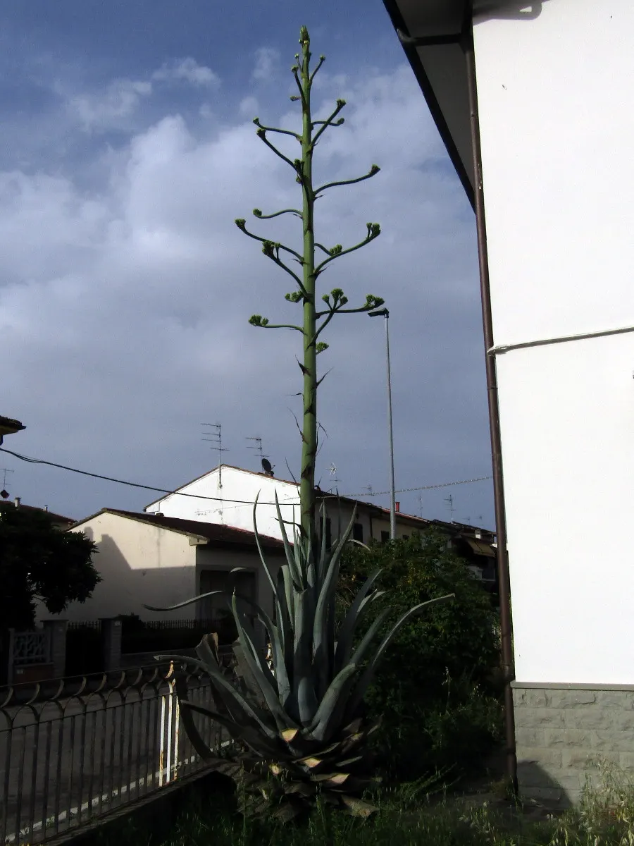 Century Plant, Maguey (Agave Americana) — striking rosette of fleshy spiny-edged leaves; being mindful of pedestrian traffic due to its sharp leaf, image 114