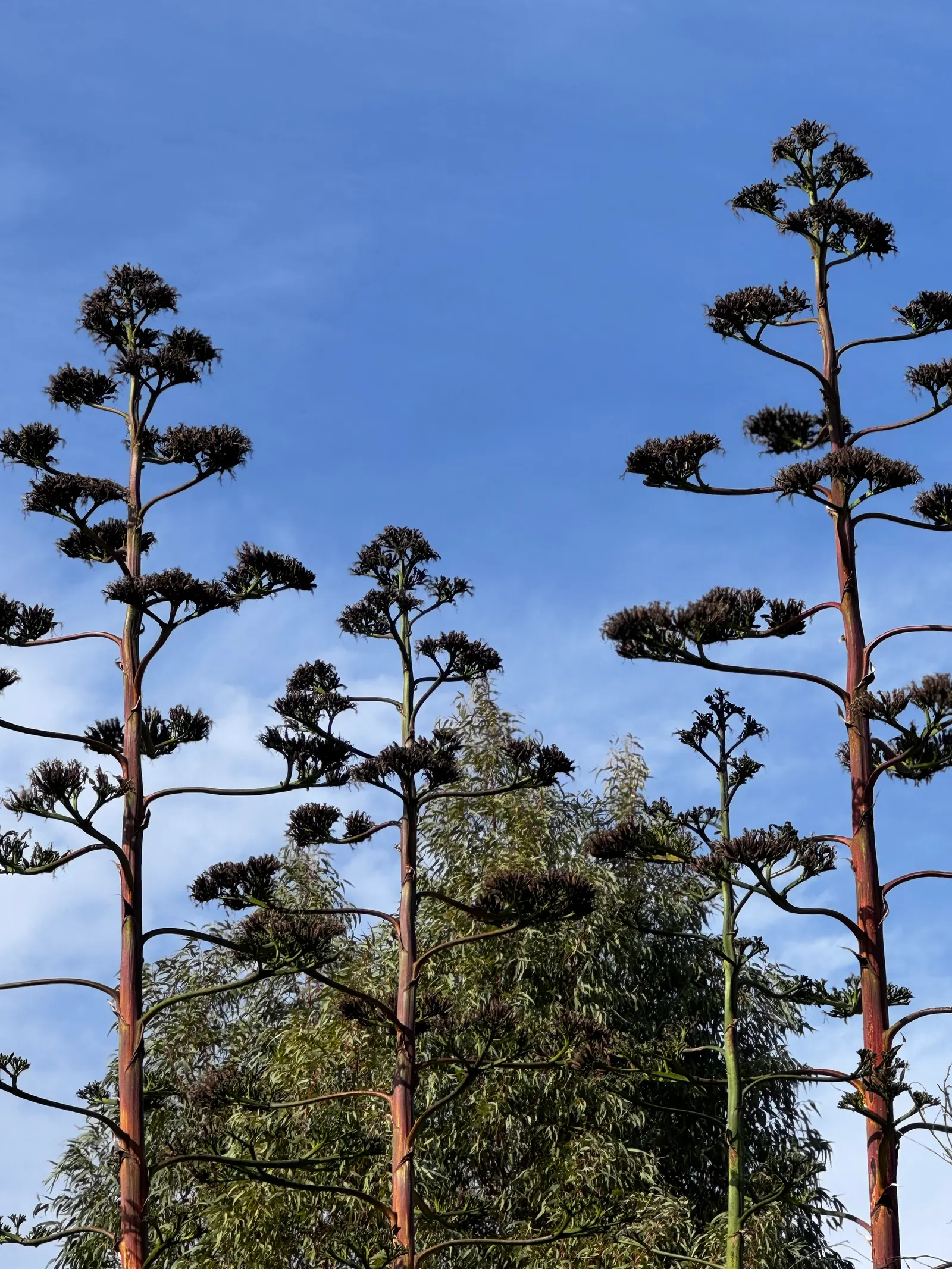 Century Plant, Maguey (Agave Americana) — Spacing is crucial due to size and sharp spines